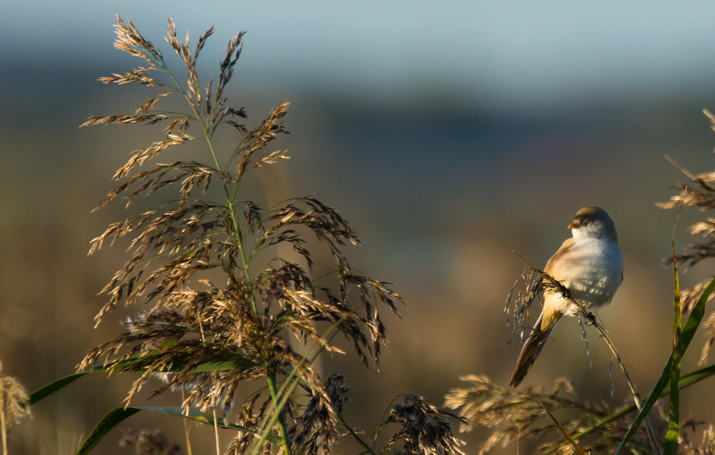 Bearded Reedling