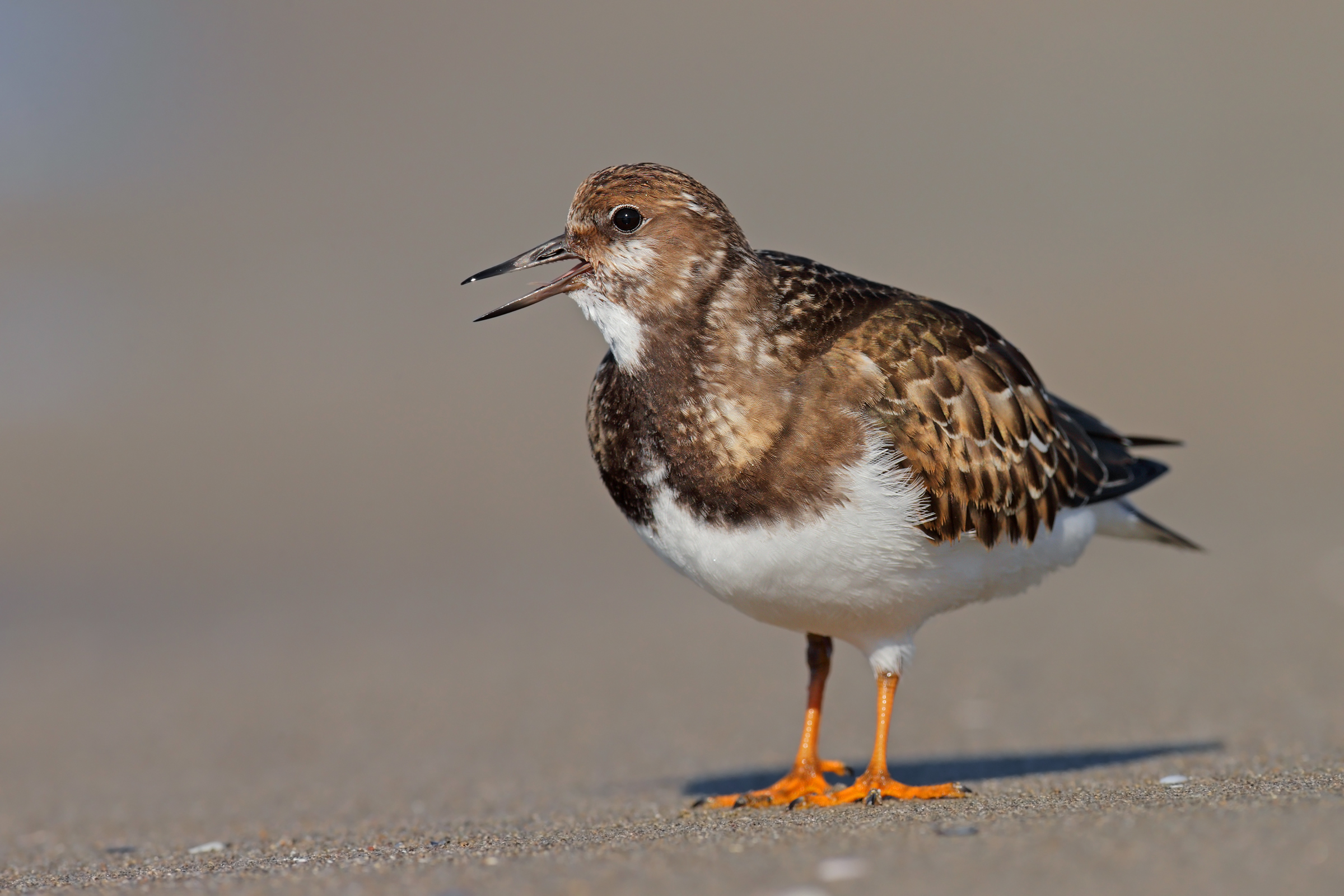 Ruddy Turnstone