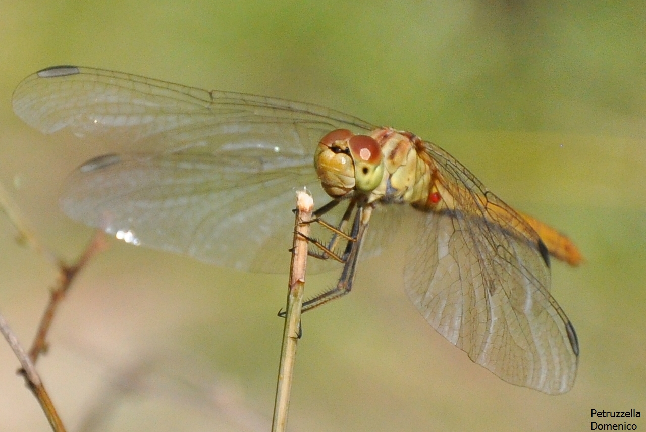 Libellula