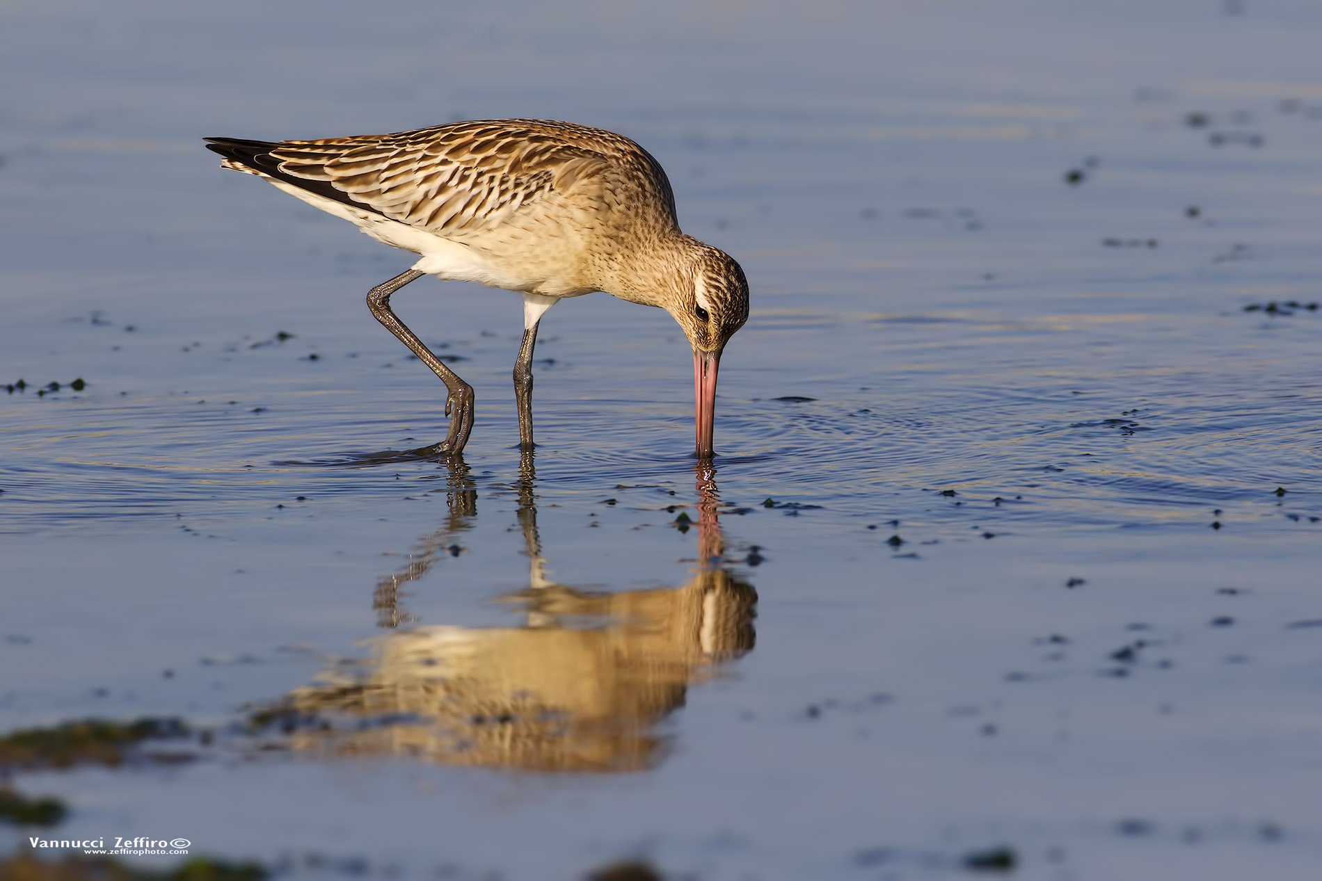 Bar-tailed Godwit
