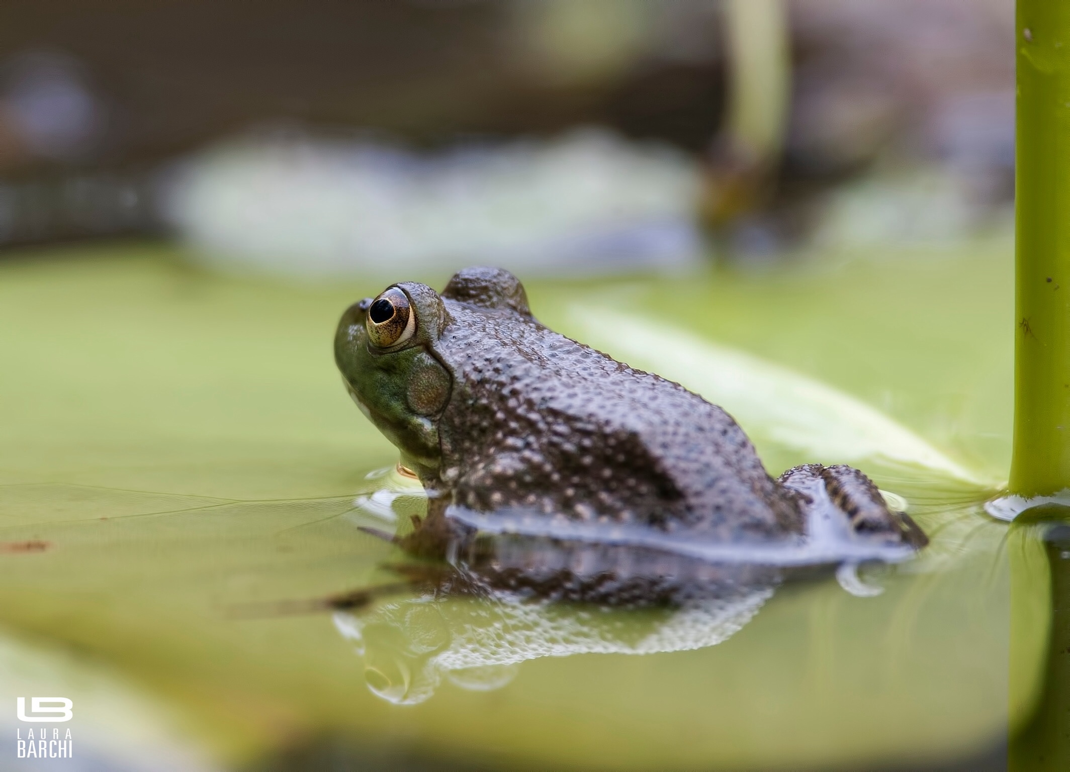 Rana sotto la pioggia