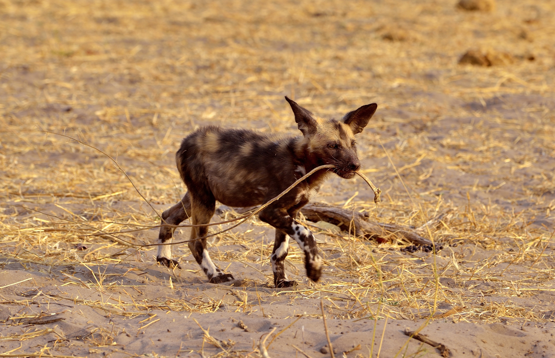 ...Mi faccio un nido
