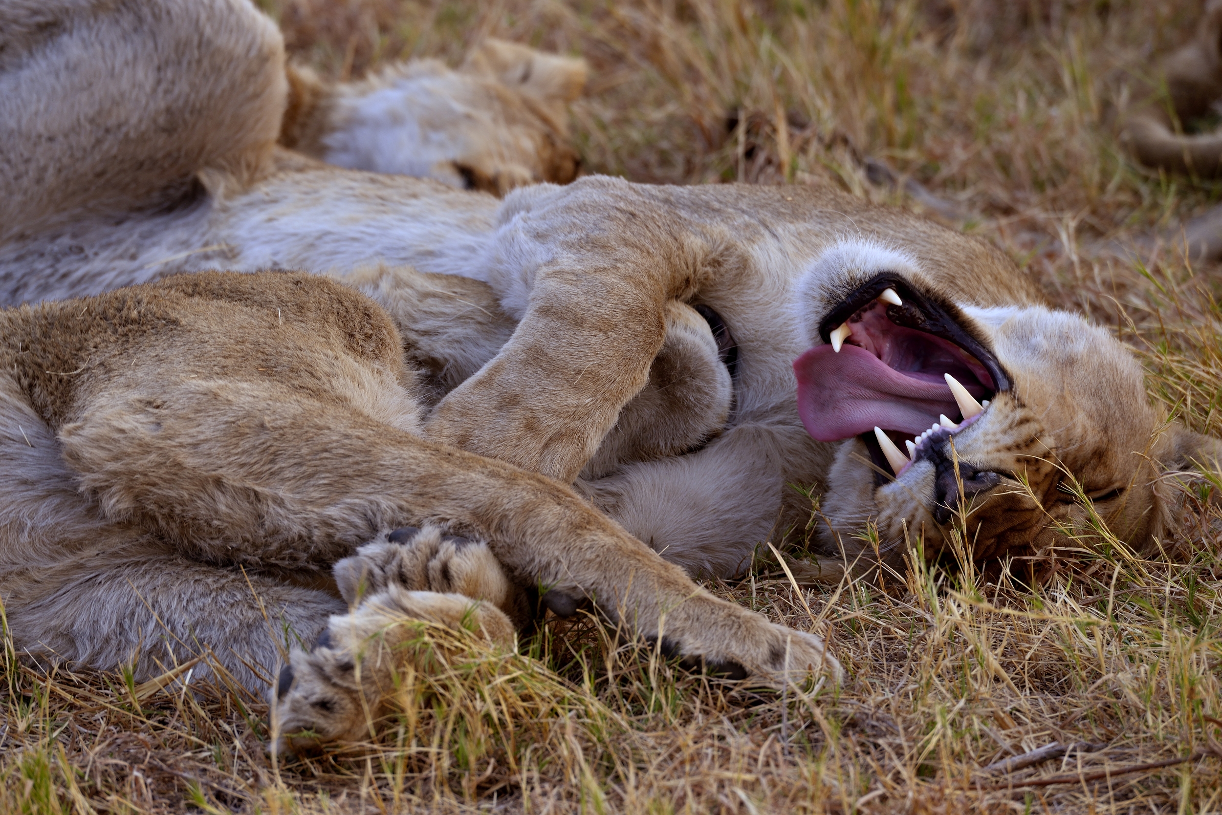 Moremi - vicini vicini