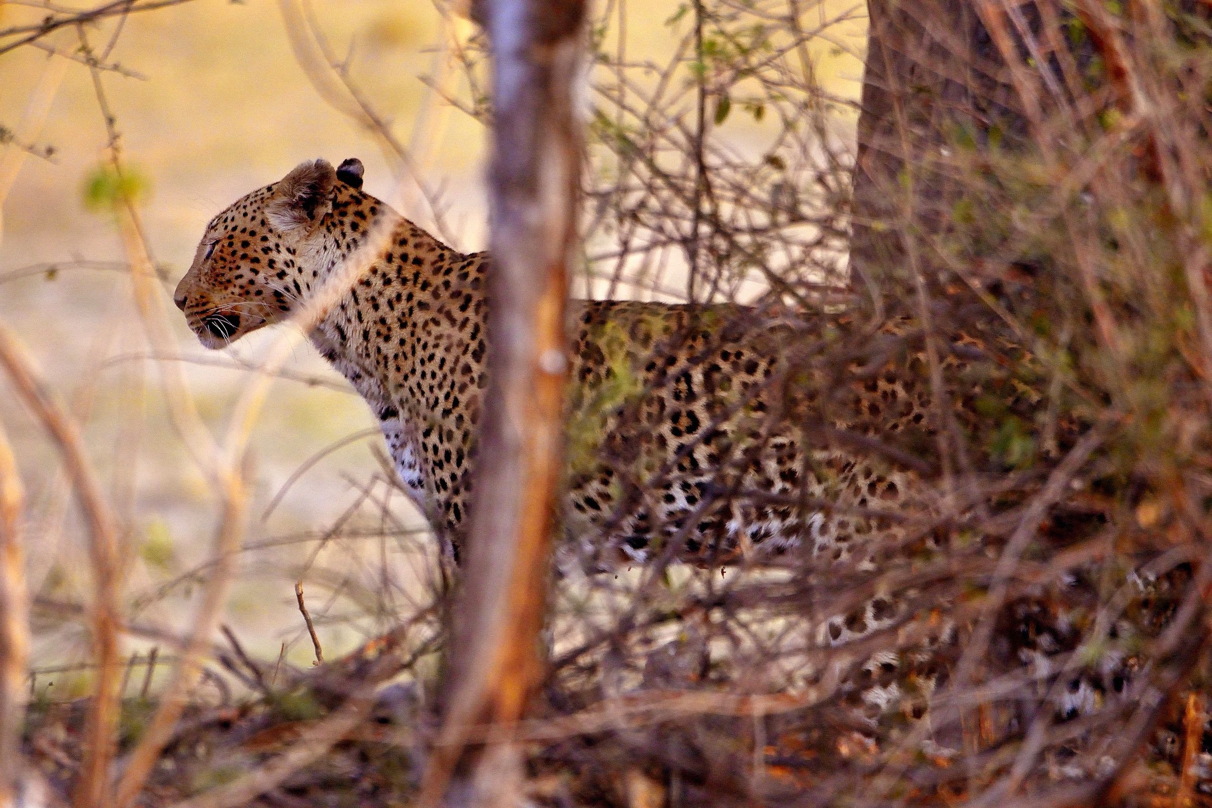 Chobe - Leopardo