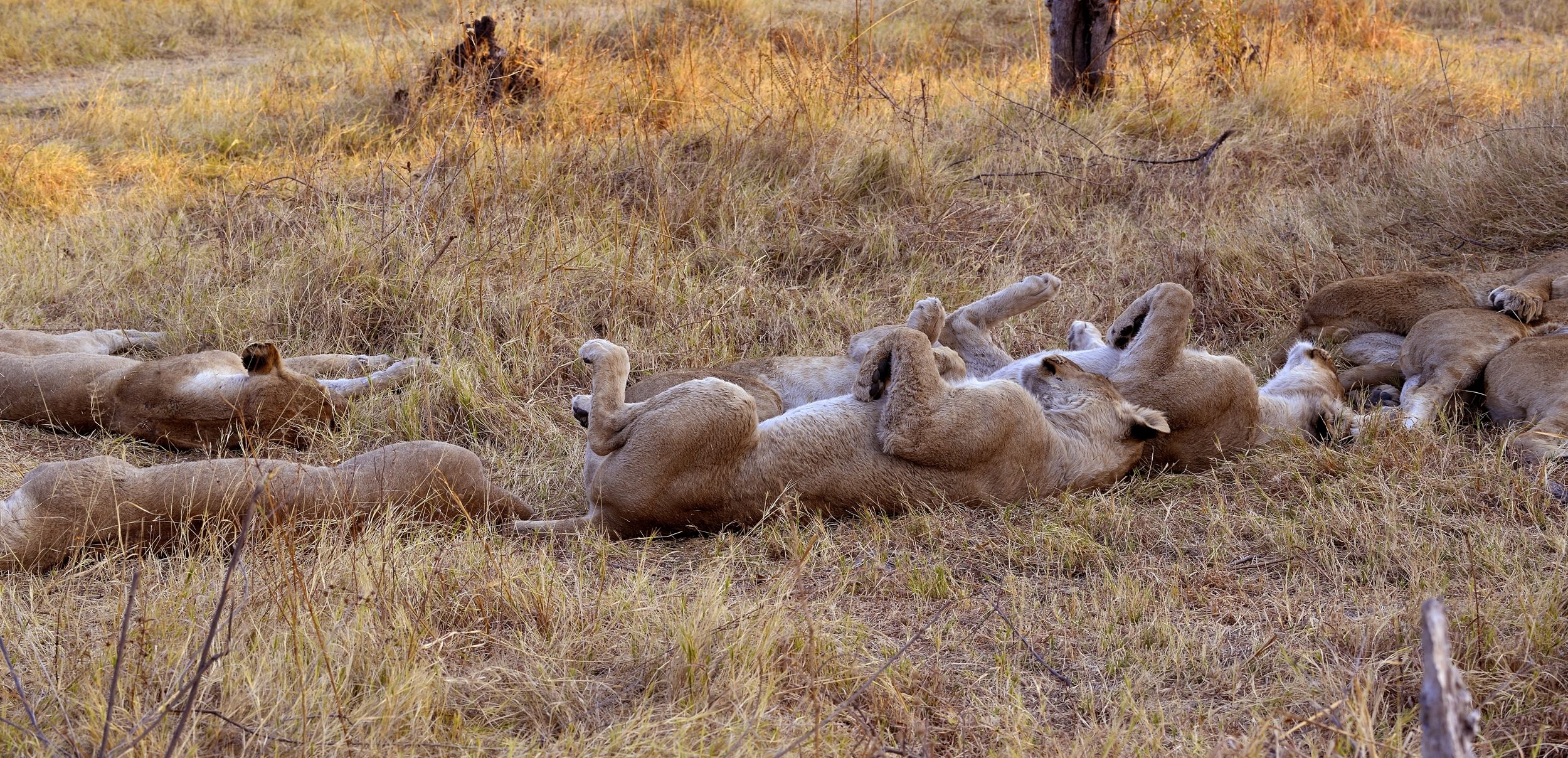 Moremi - Che sonno...  vicini vicini