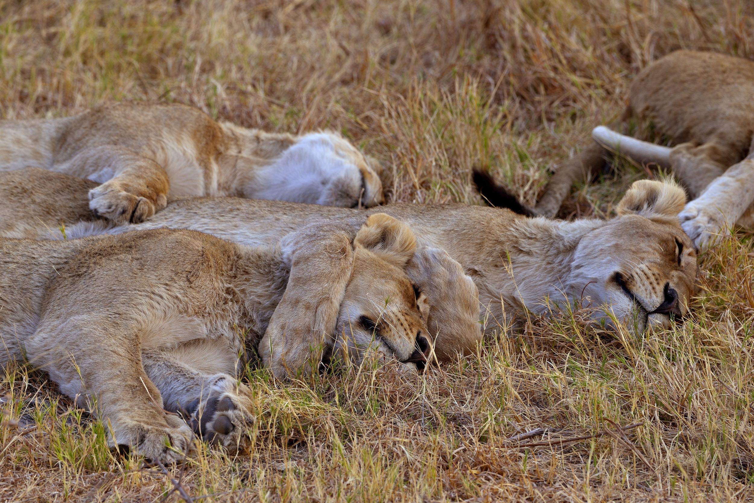 Moremi - Che sonno...  vicini vicini
