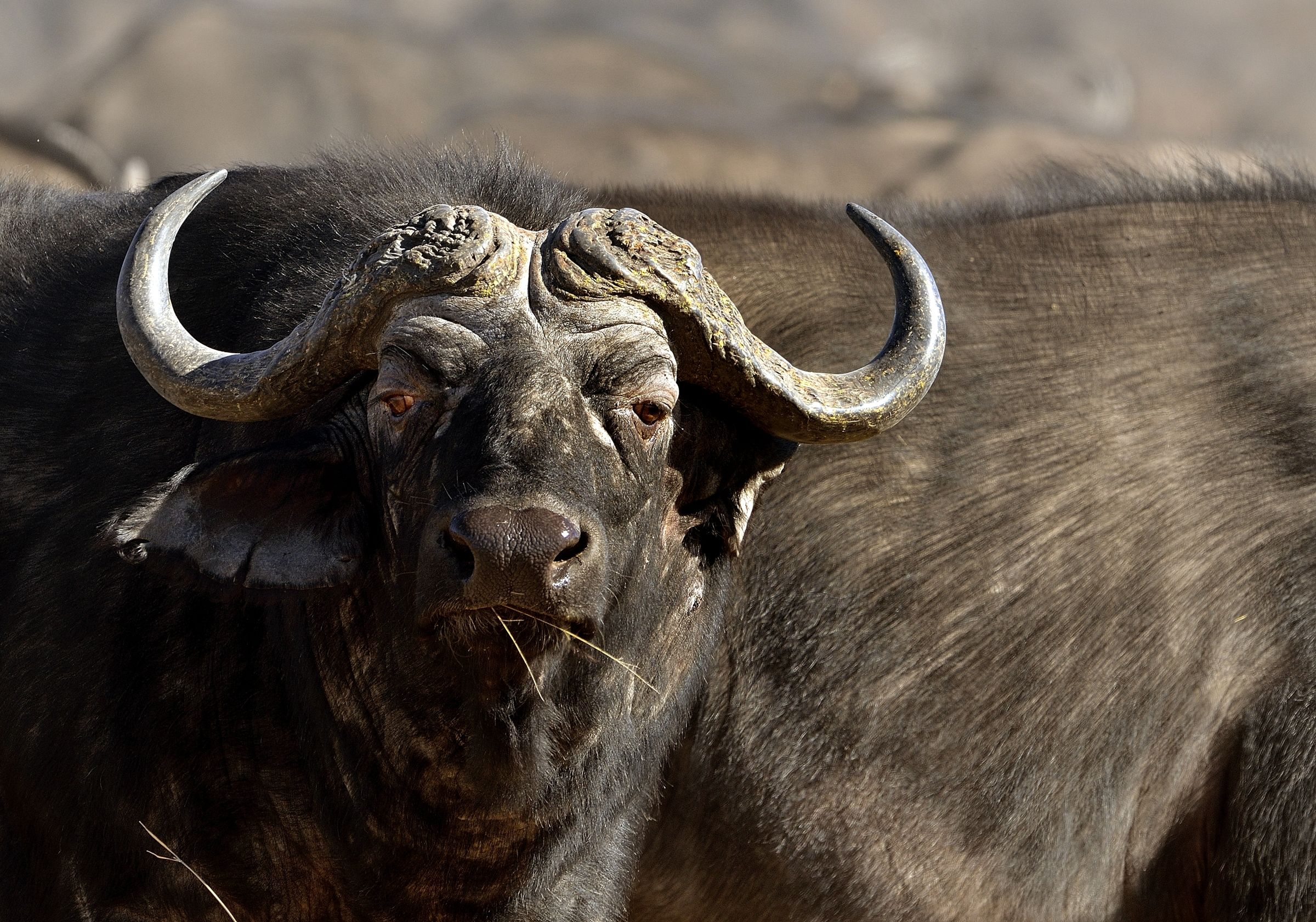 Botswana 2013 - Savuti - bufalo