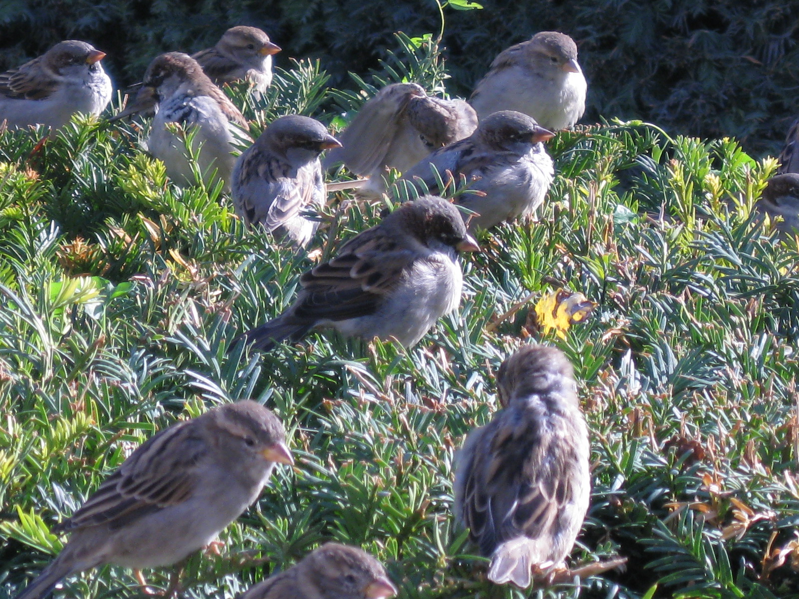 sparrows in Paris