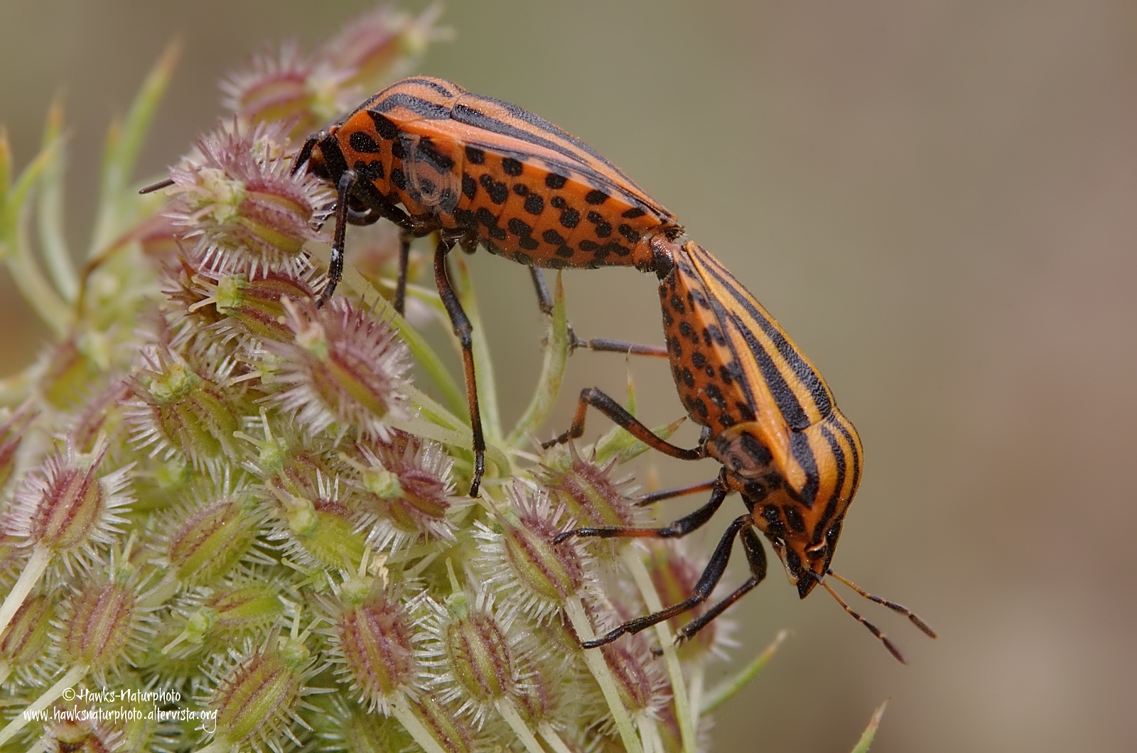 Red and Black Bug (Graphosoma lineatum)