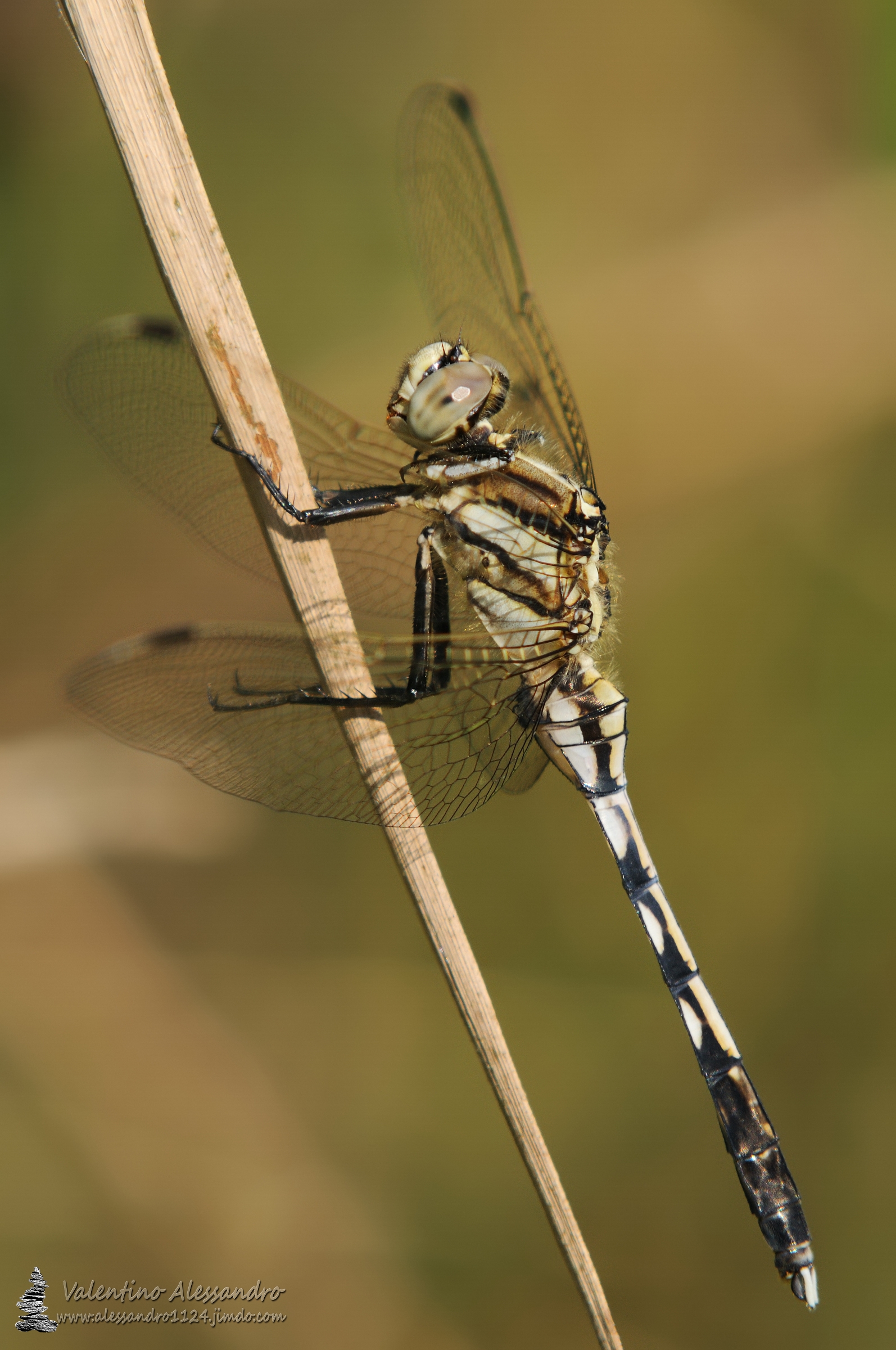 Libellula