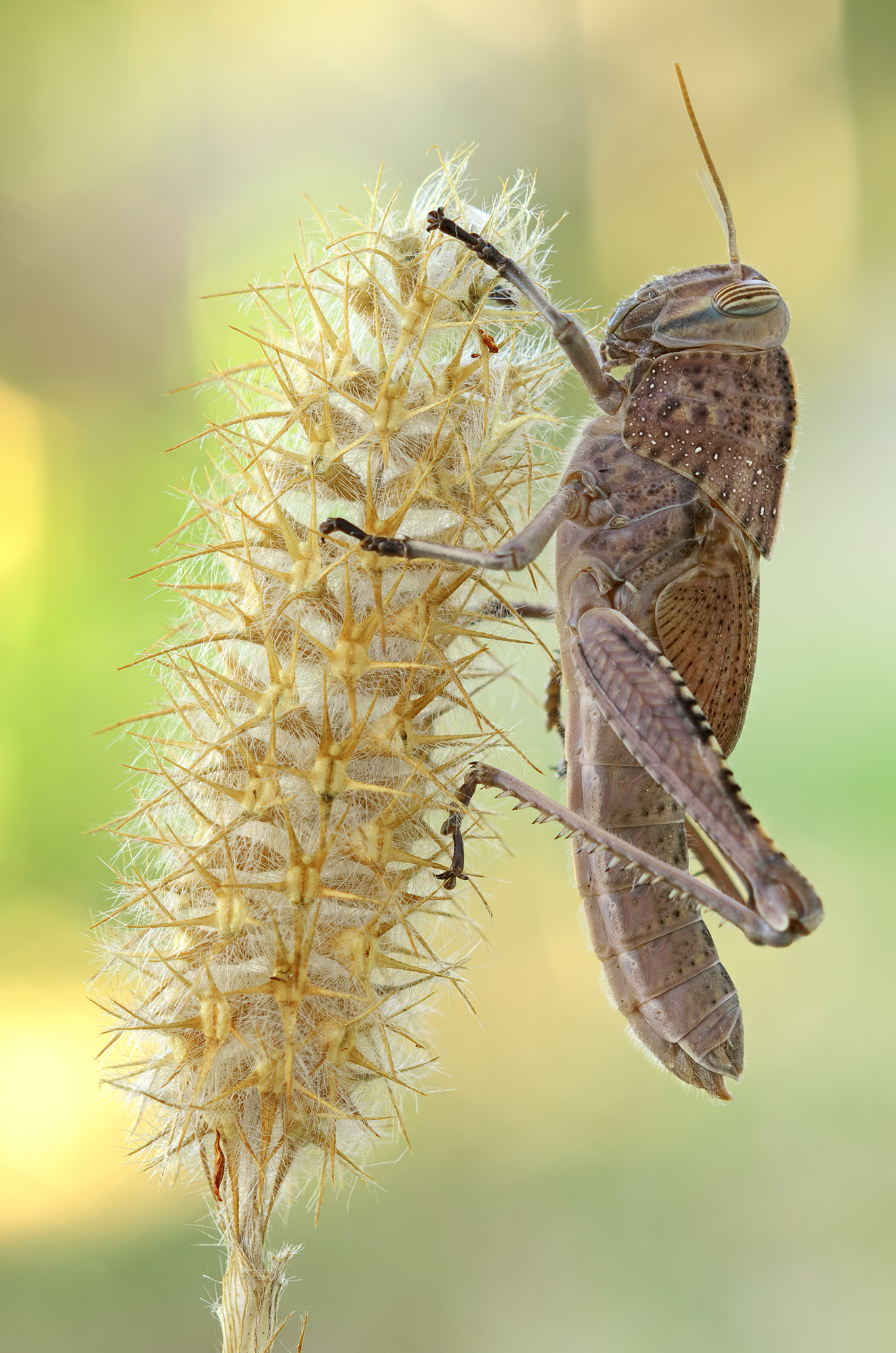 Anacridium aegyptium
