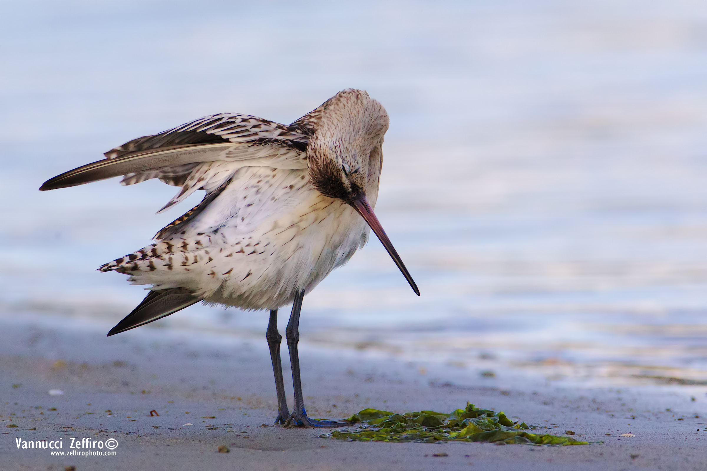 Godwit "cleaning"