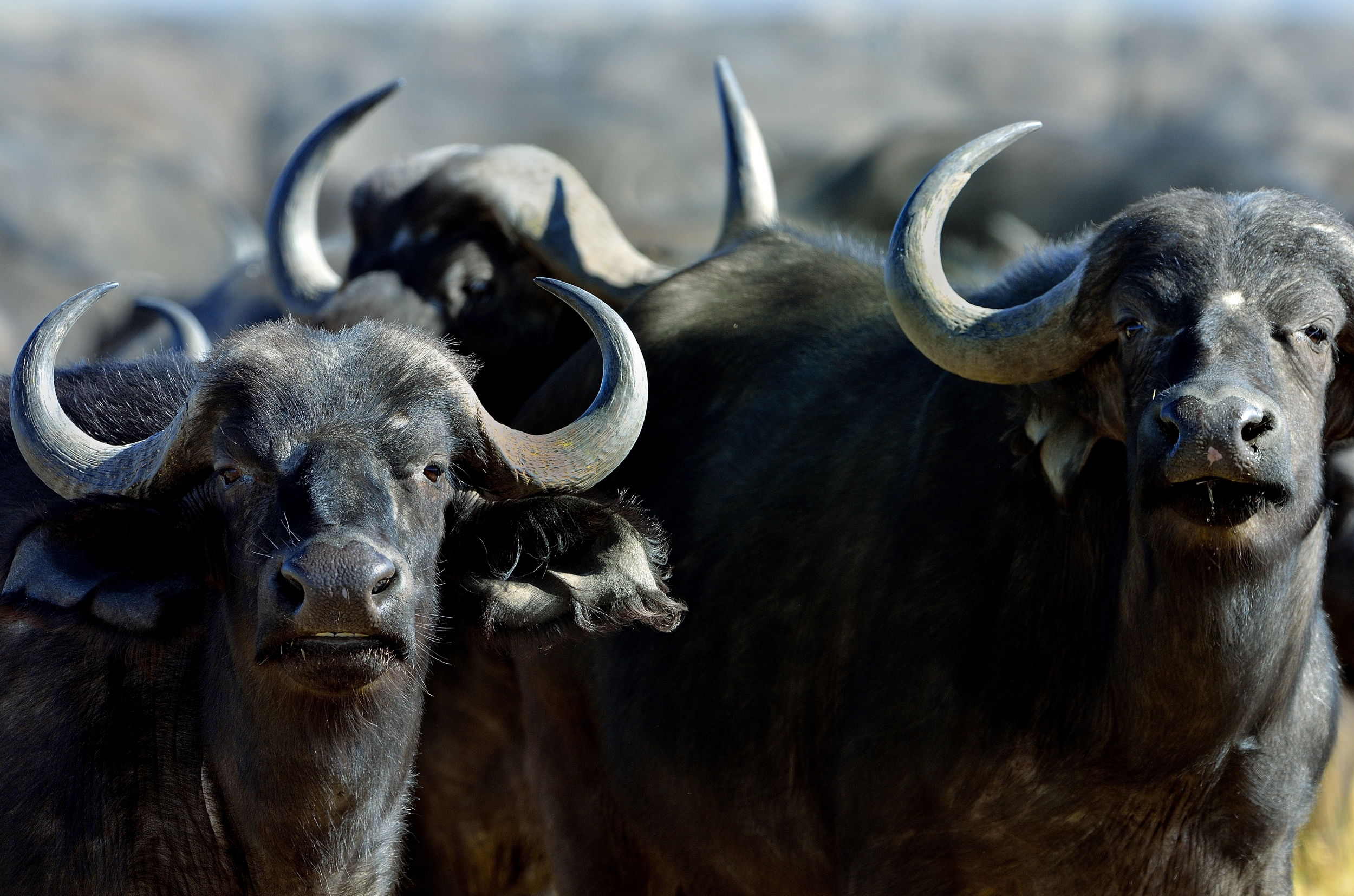 Botswana 2013 - Savuti - bufali