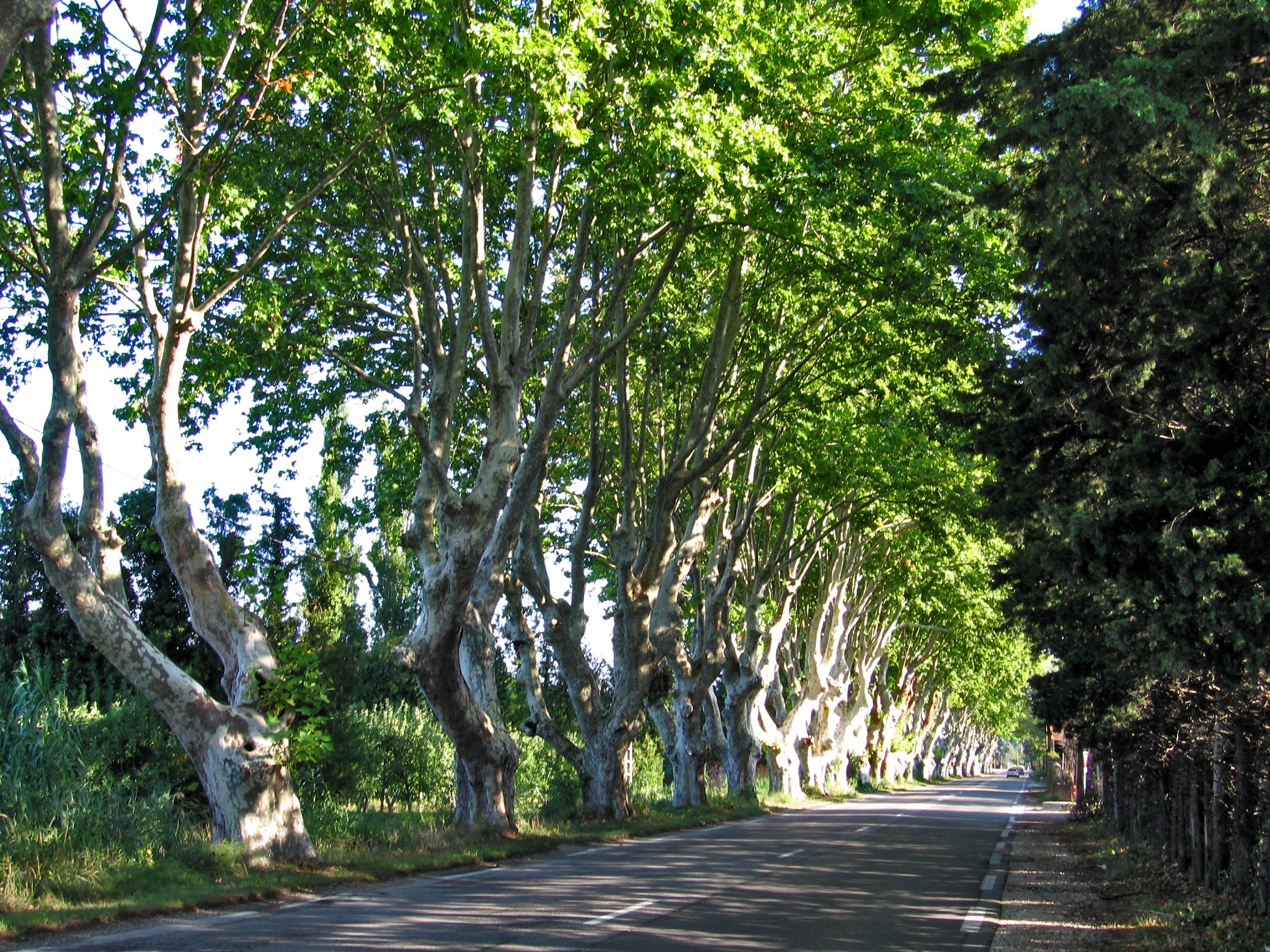 Lungo il viale - Provenza