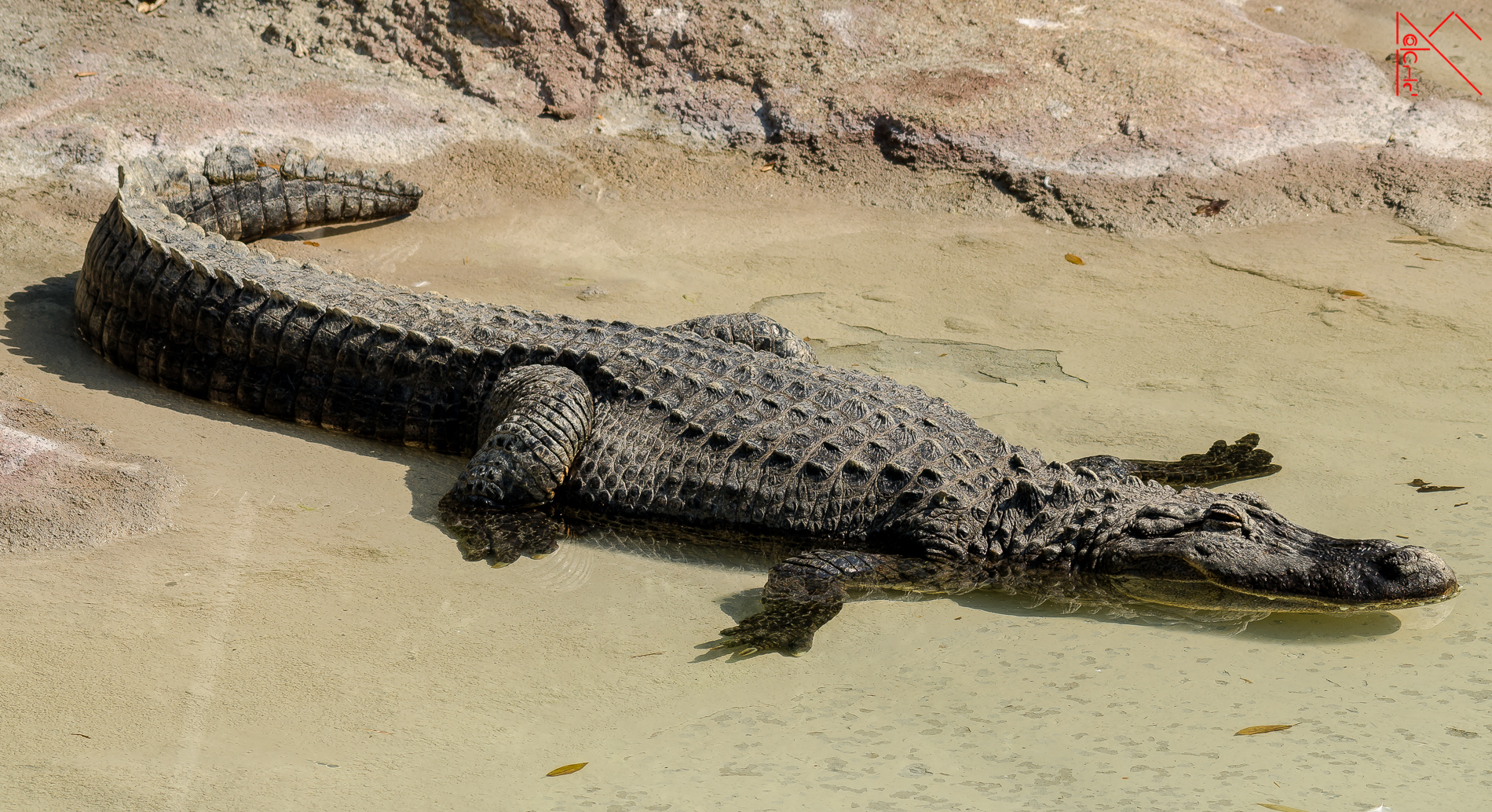 Alligator Mississippi