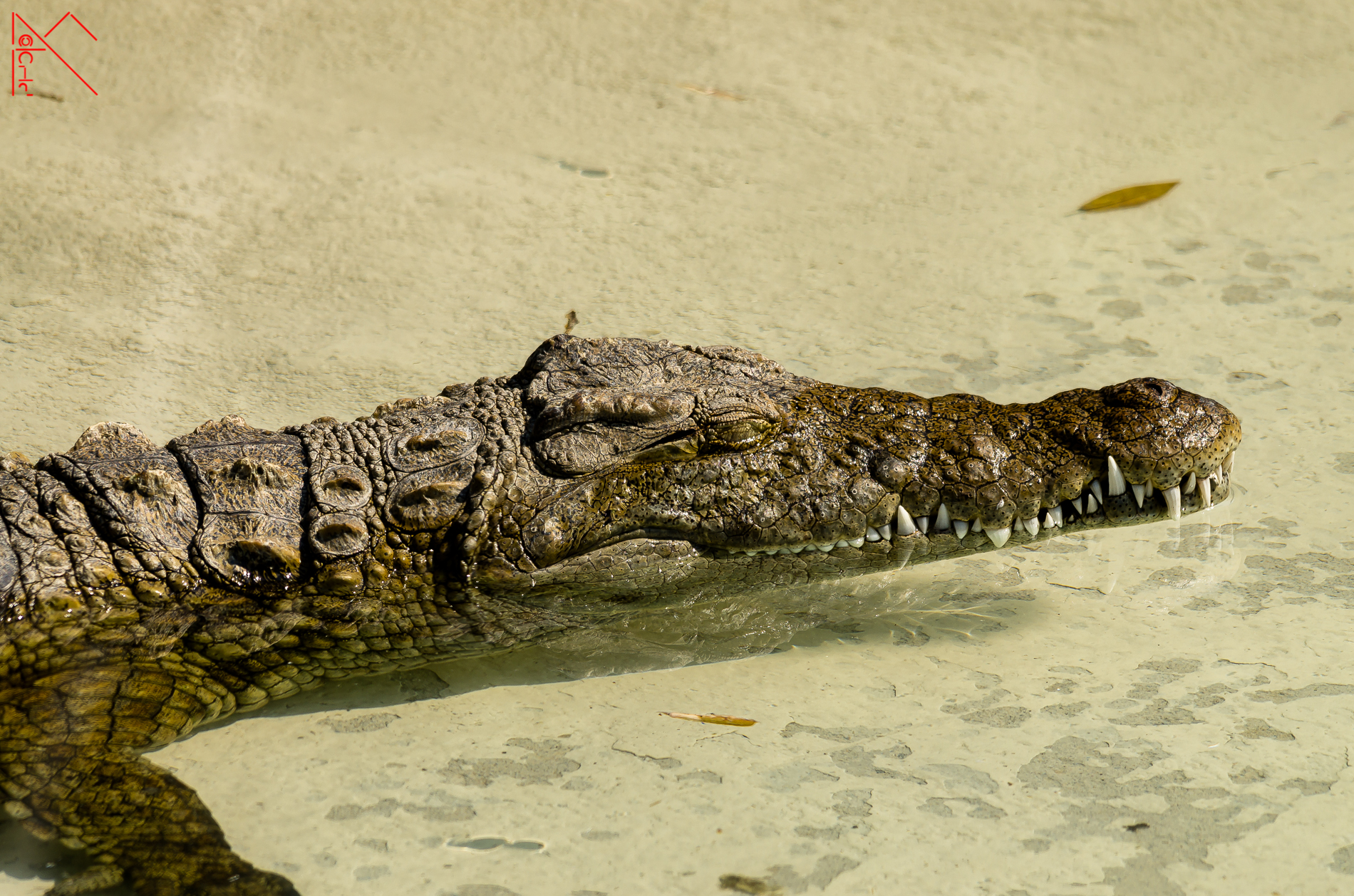 Nile Crocodile