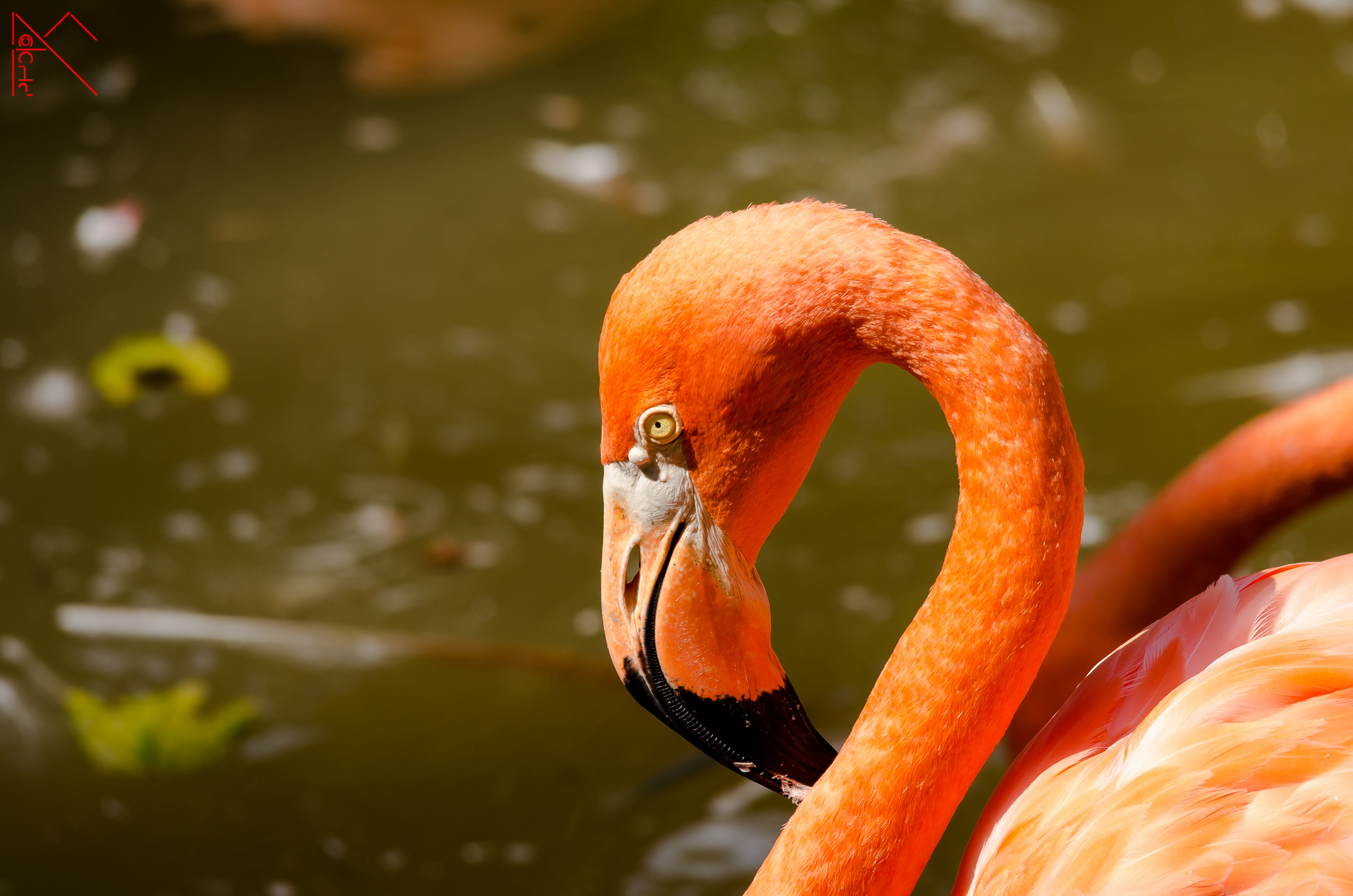 Flamingo
