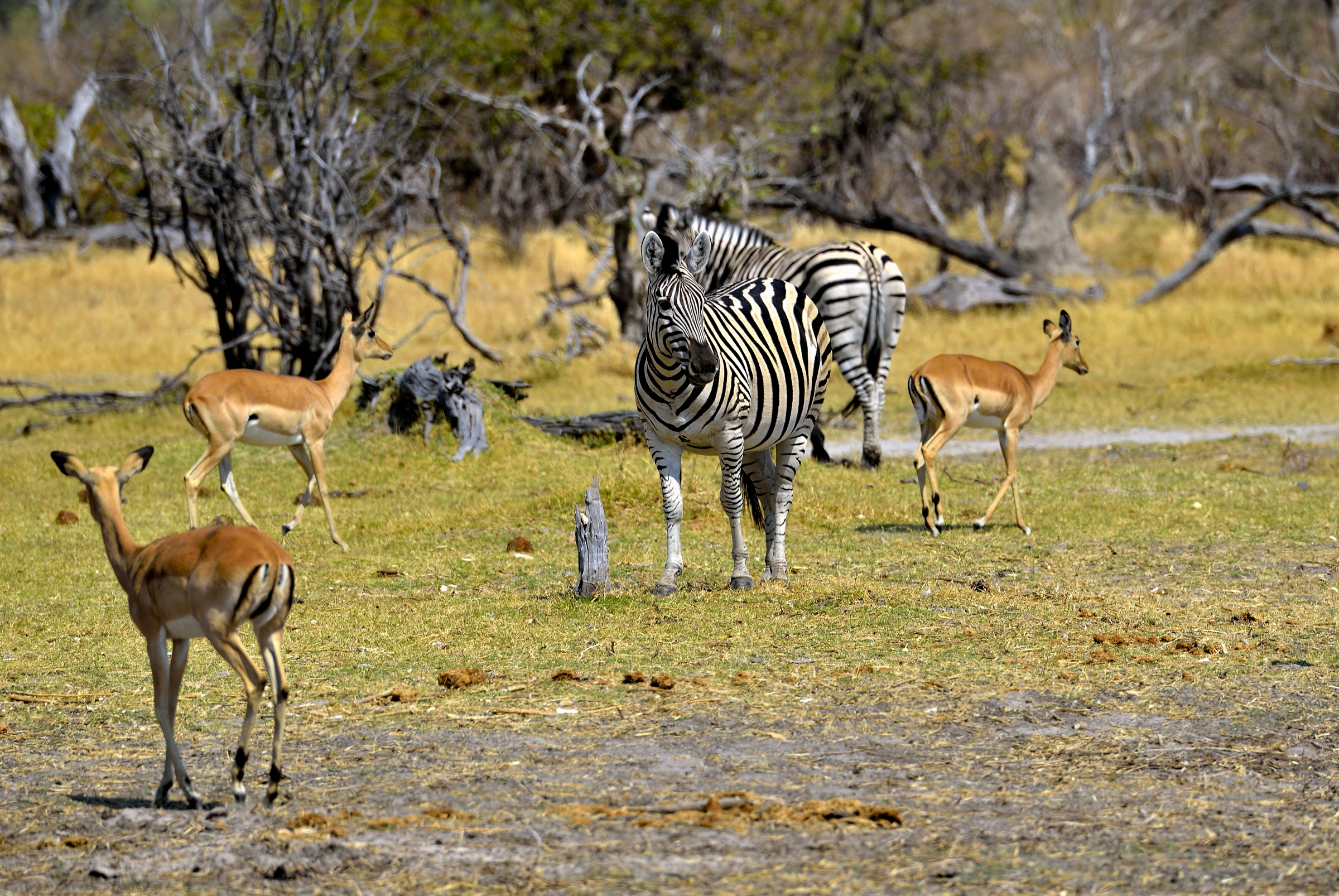 Moremi - impala e zebre