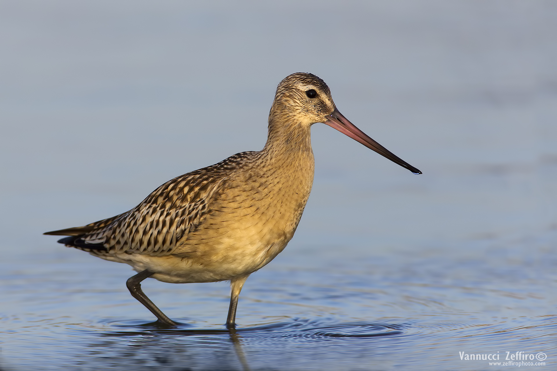 Bar-tailed Godwit