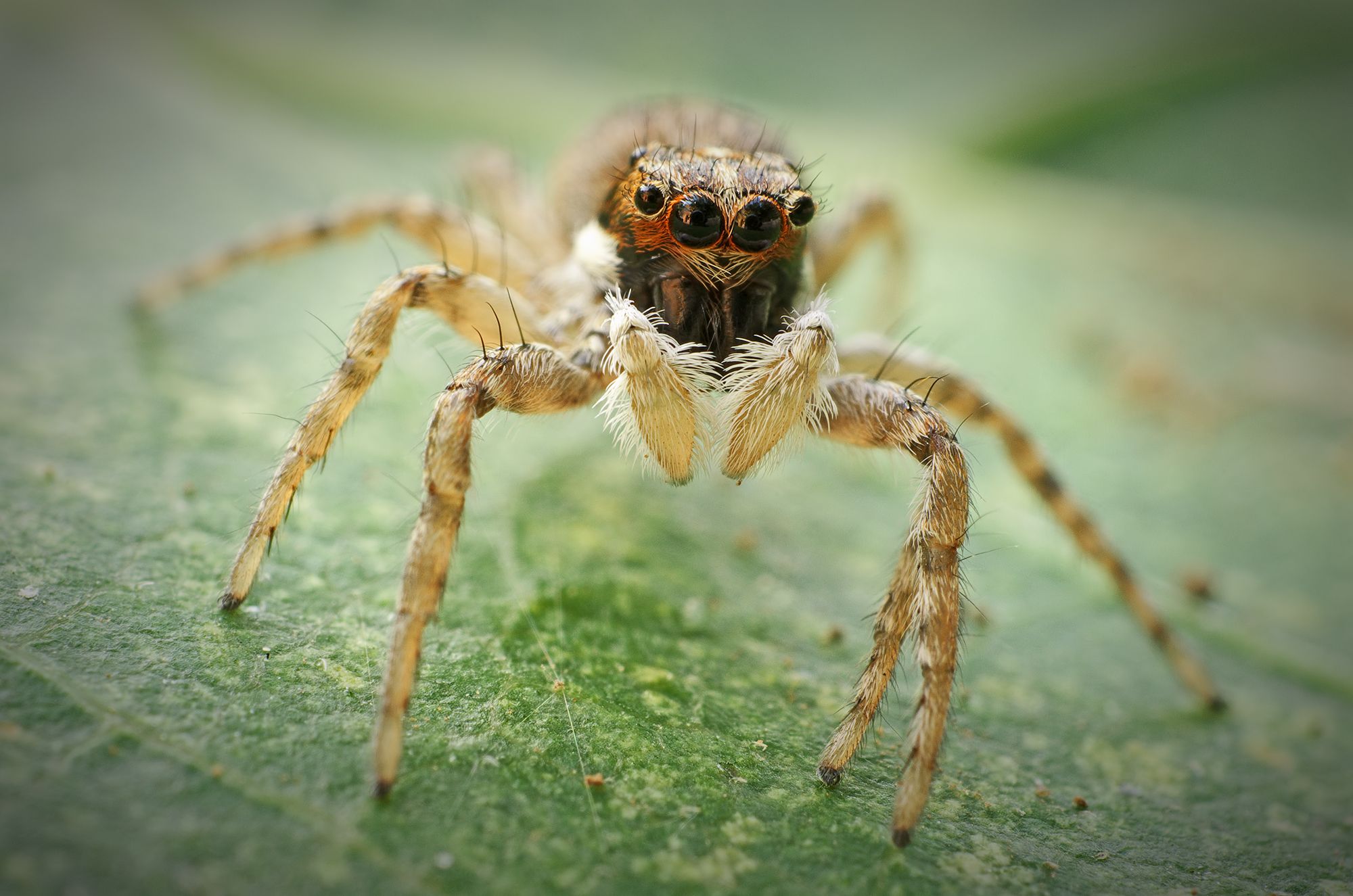 Menemerus semilimbatus