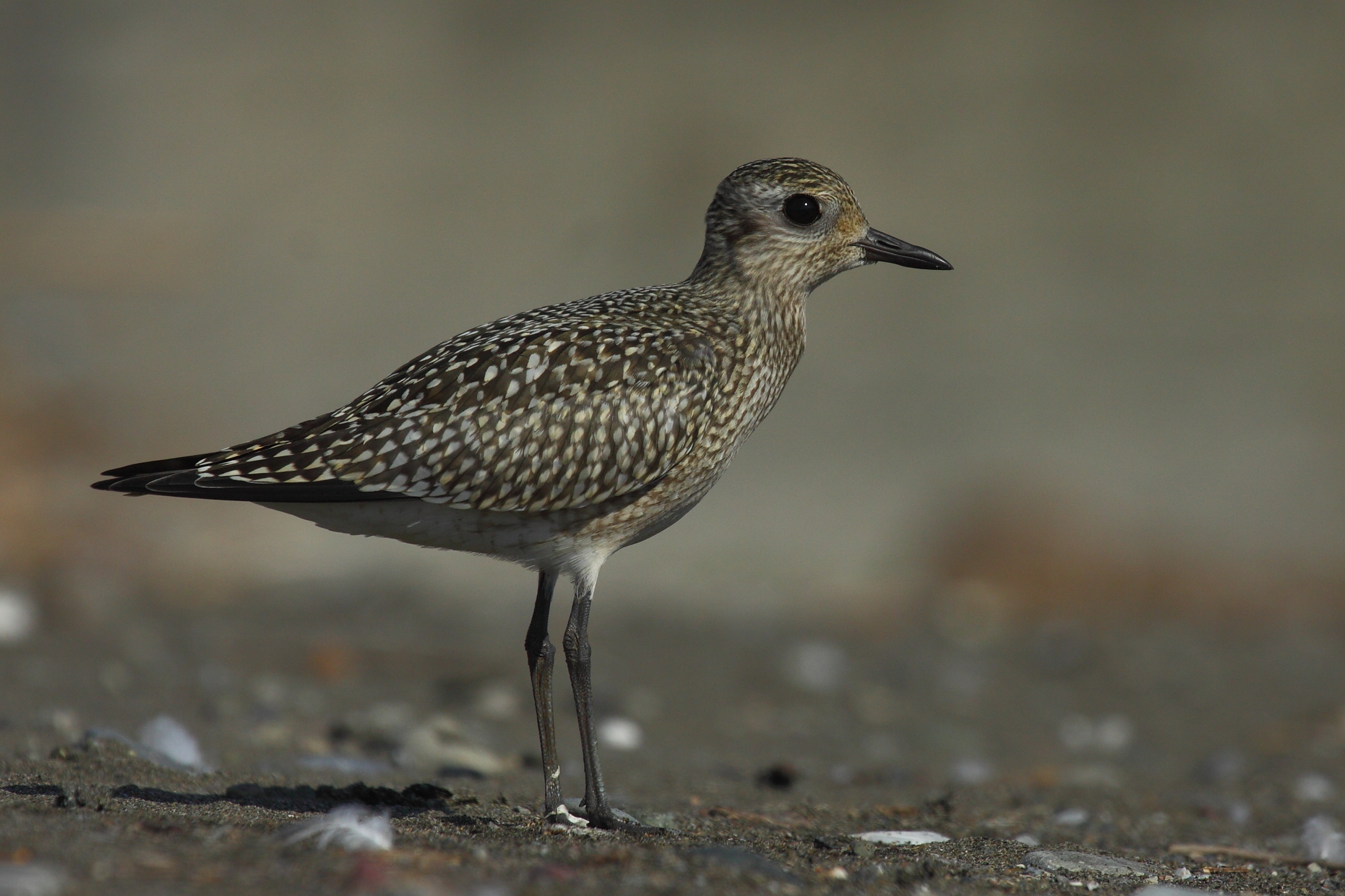 gray plover