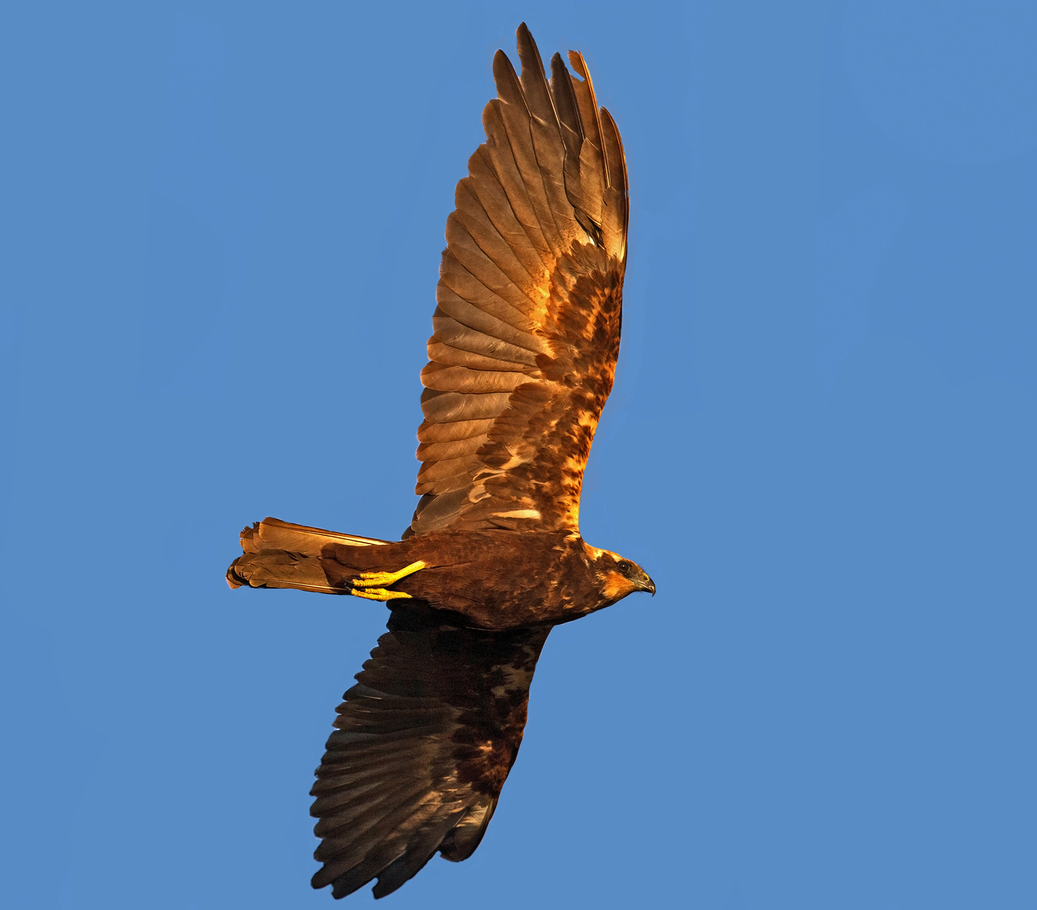 Falco di palude..( il primo)