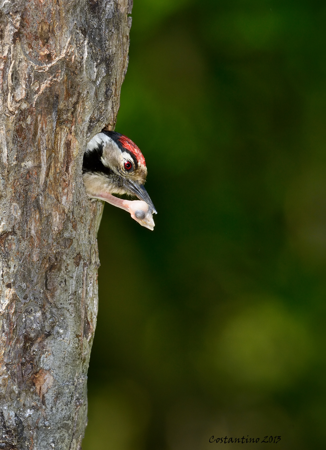 Lesser Spotted Woodpecker (Dryobates minor)