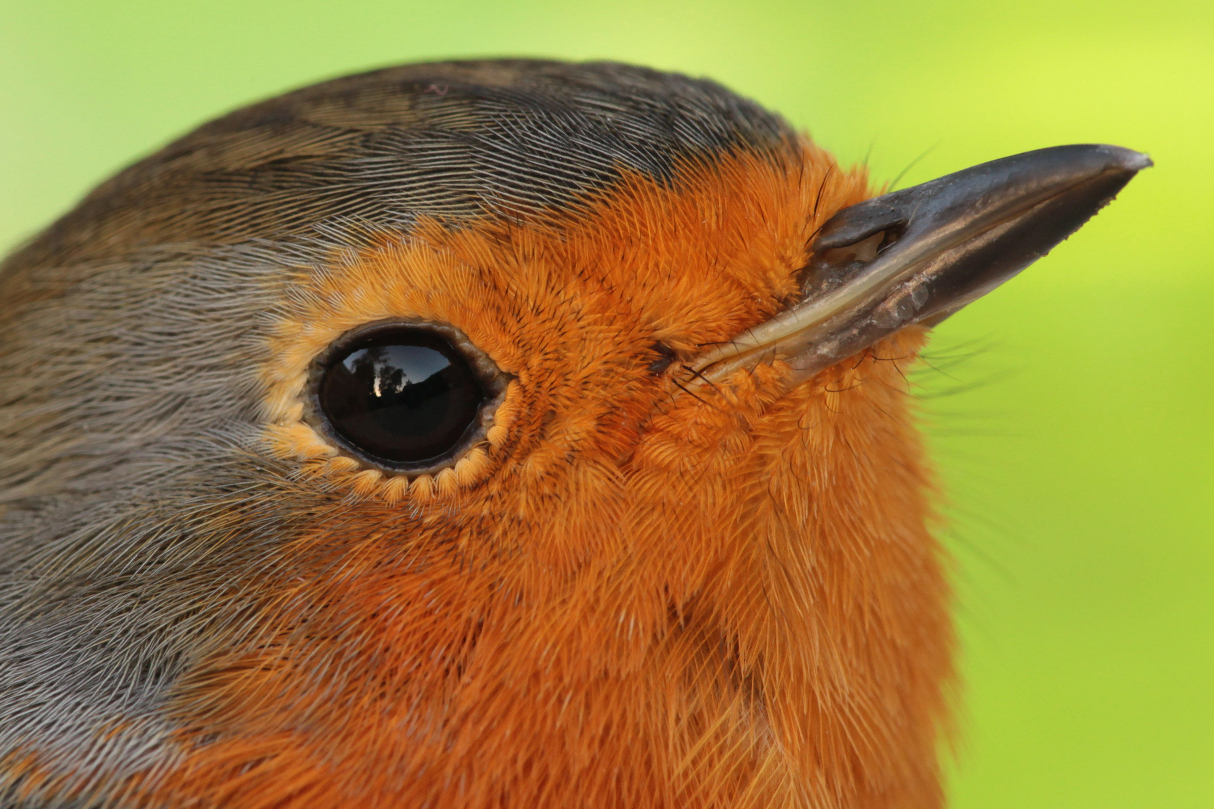 La giornata del Robin