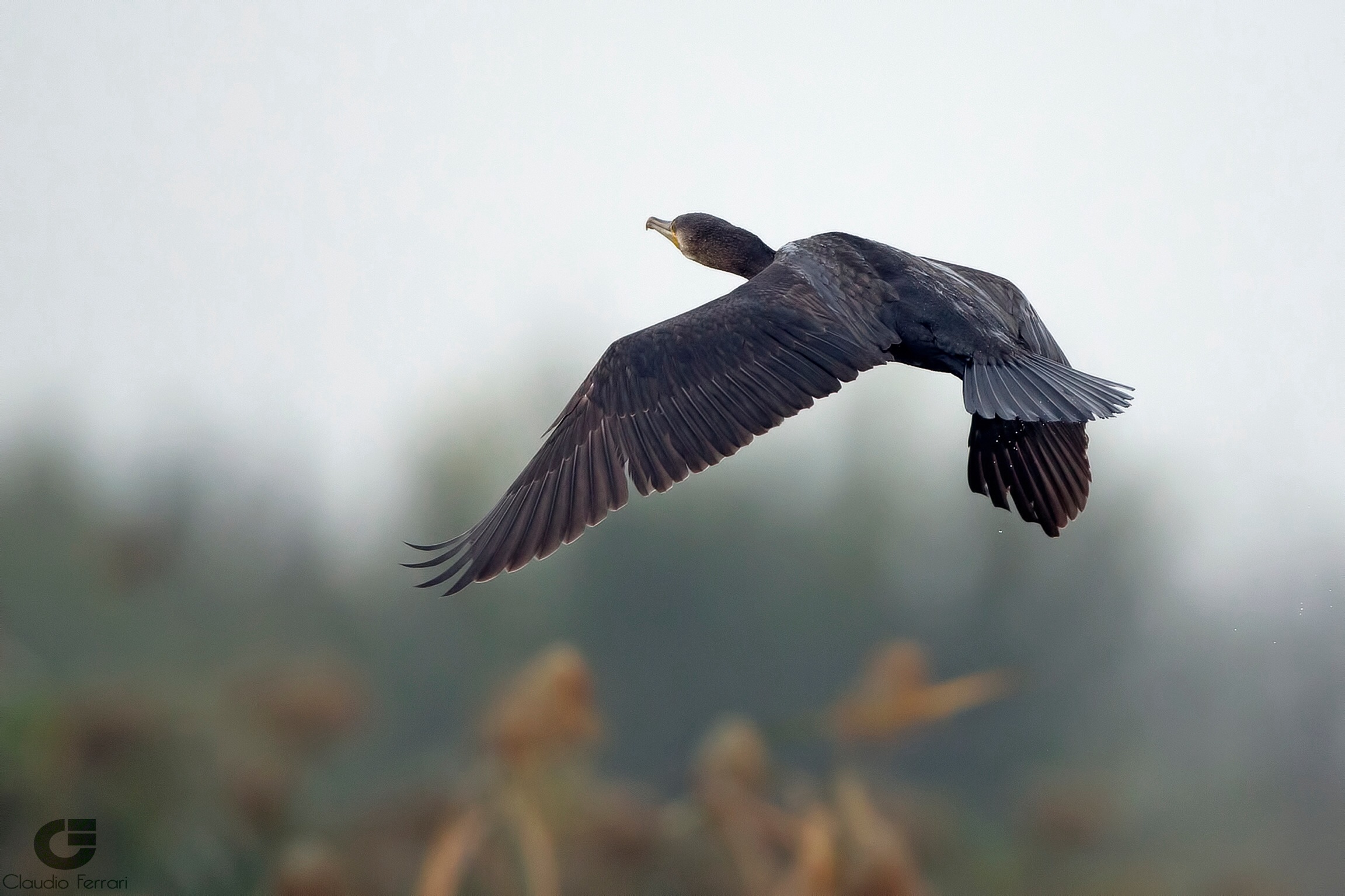 Cormorant