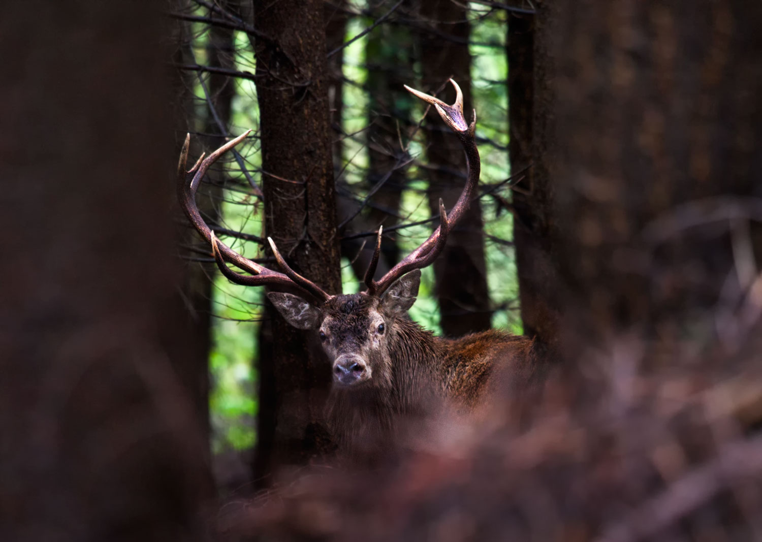 Deer of the Casentino Forests