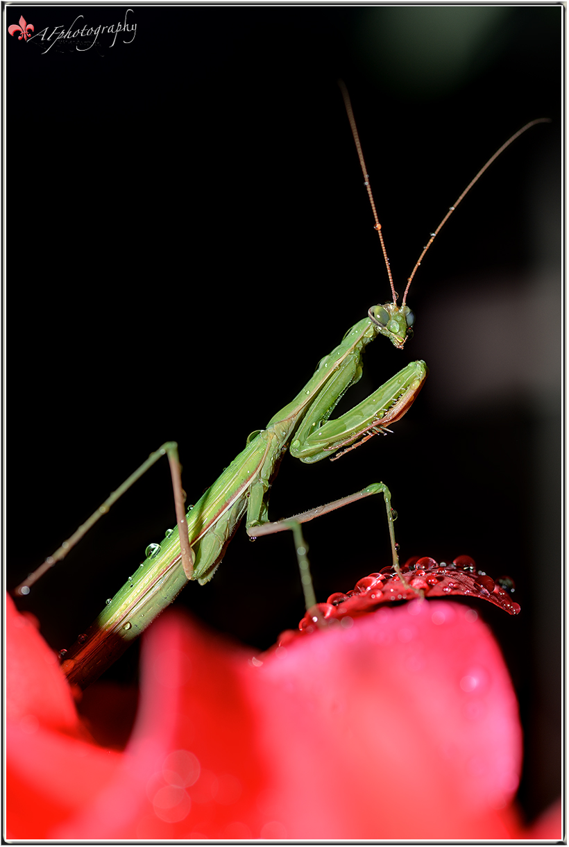 Mantis little religious