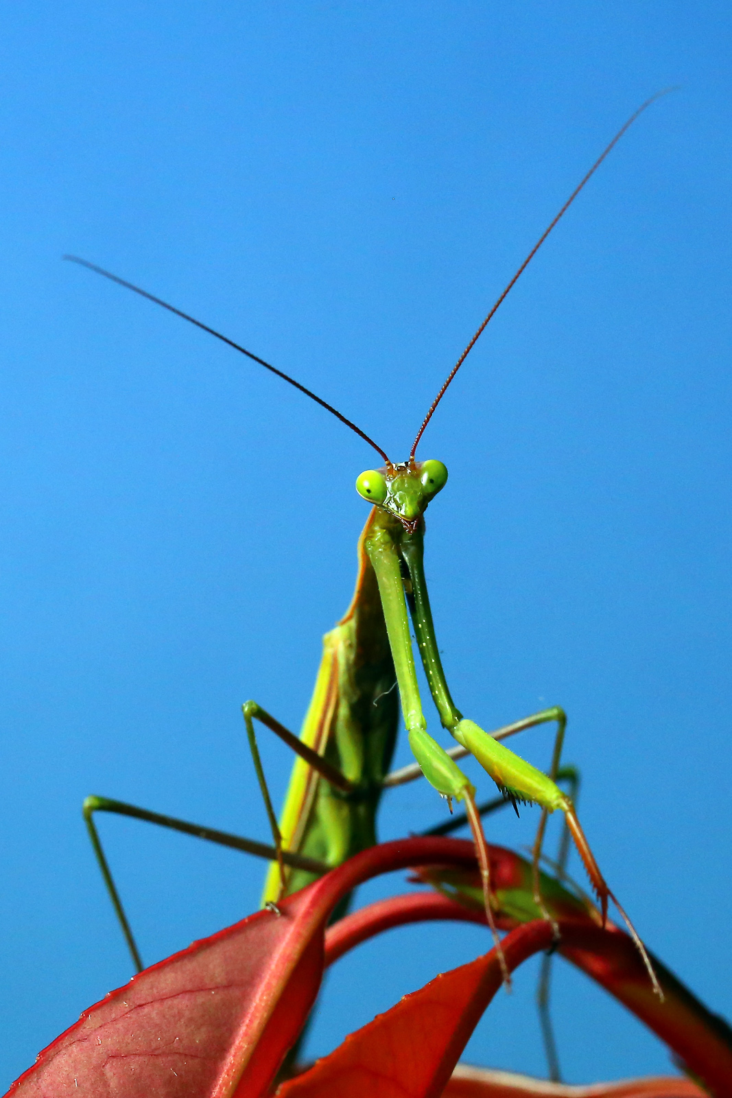 I thought I saw a paparazzo