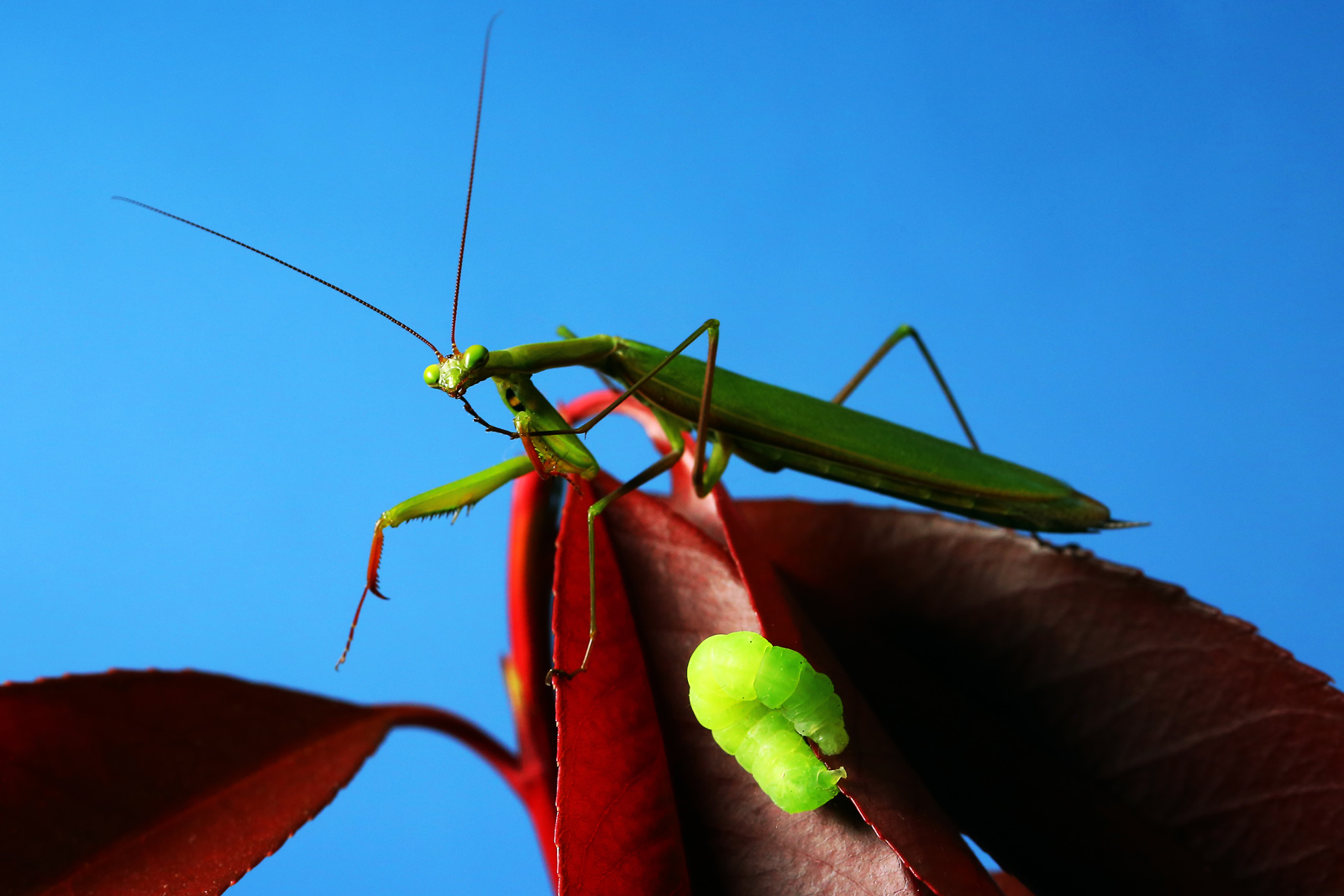 But ..! I could almost eat it.