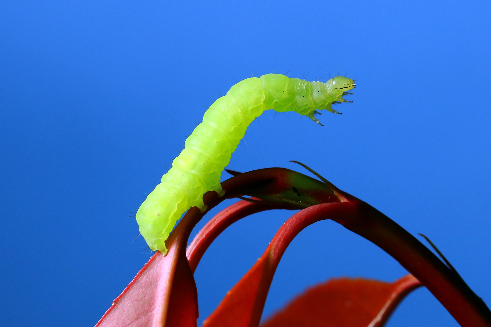 Me the thread ..........