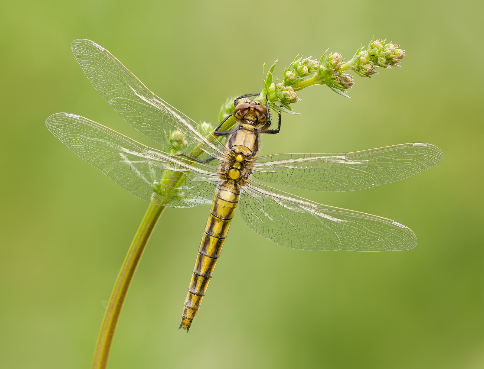 Young black-tailed skimmer