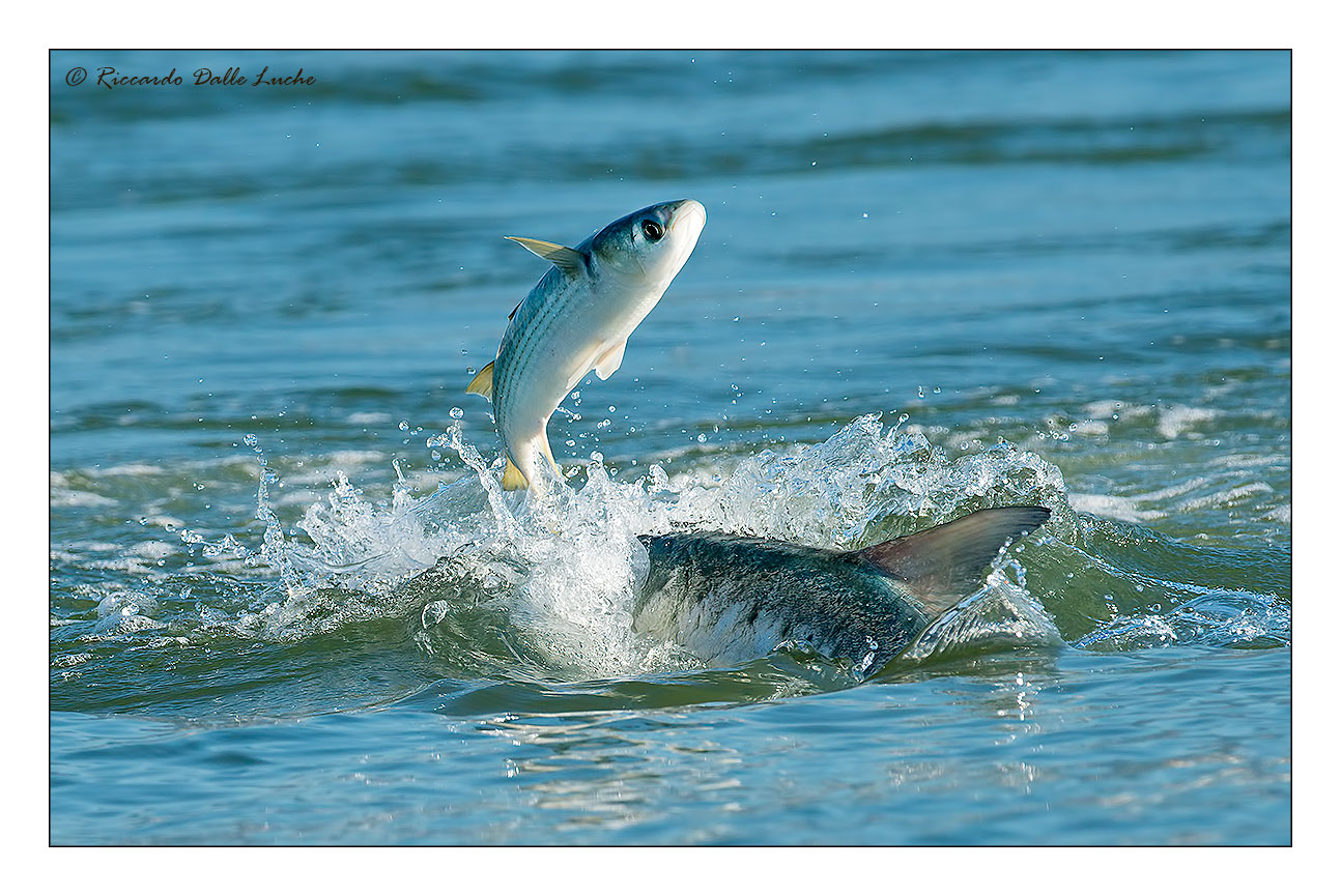 Muggine sotto attacco!