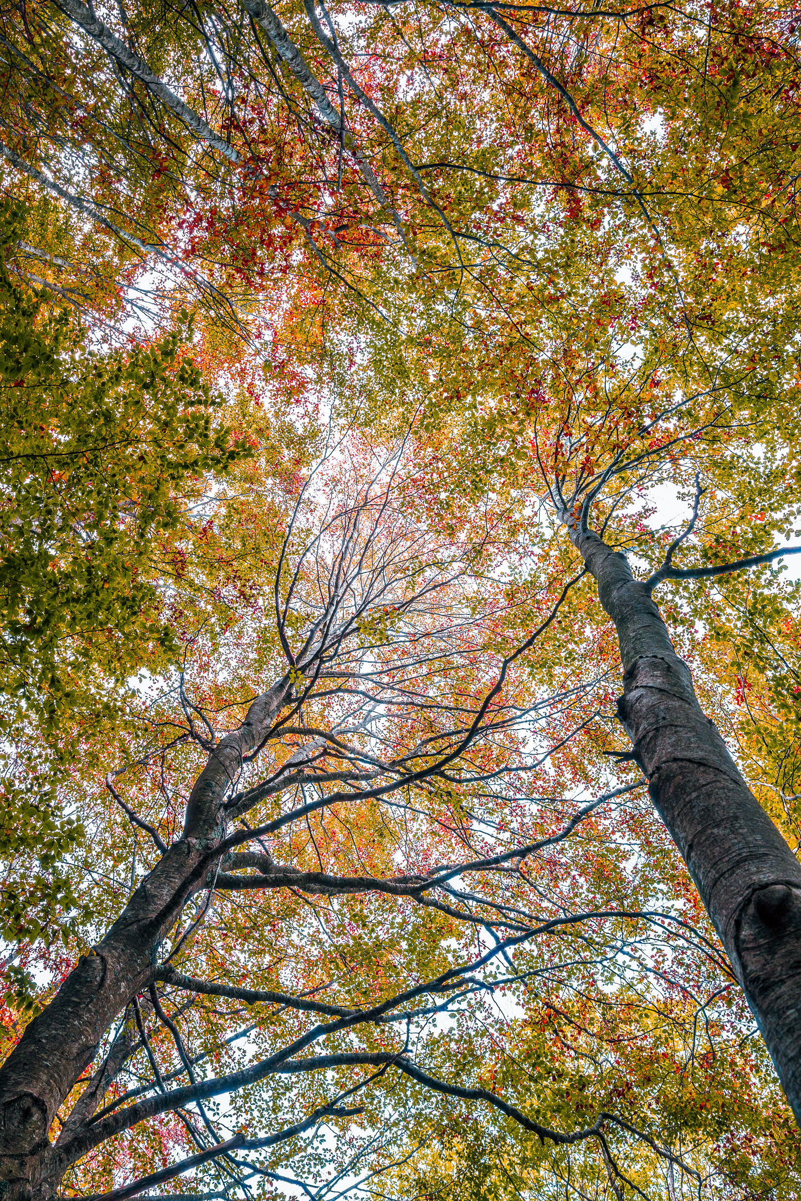 I will be the hightest