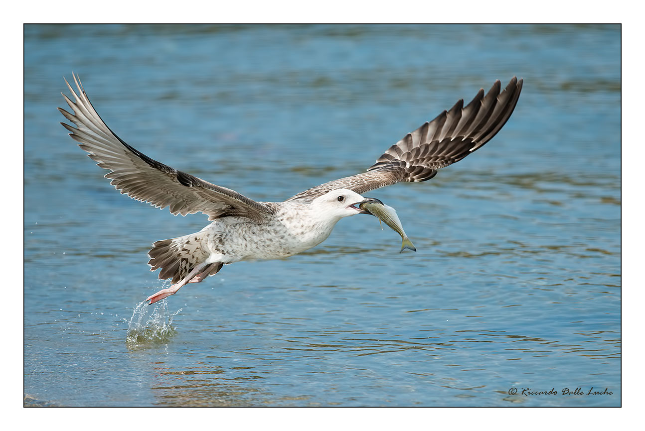Seagull with prey