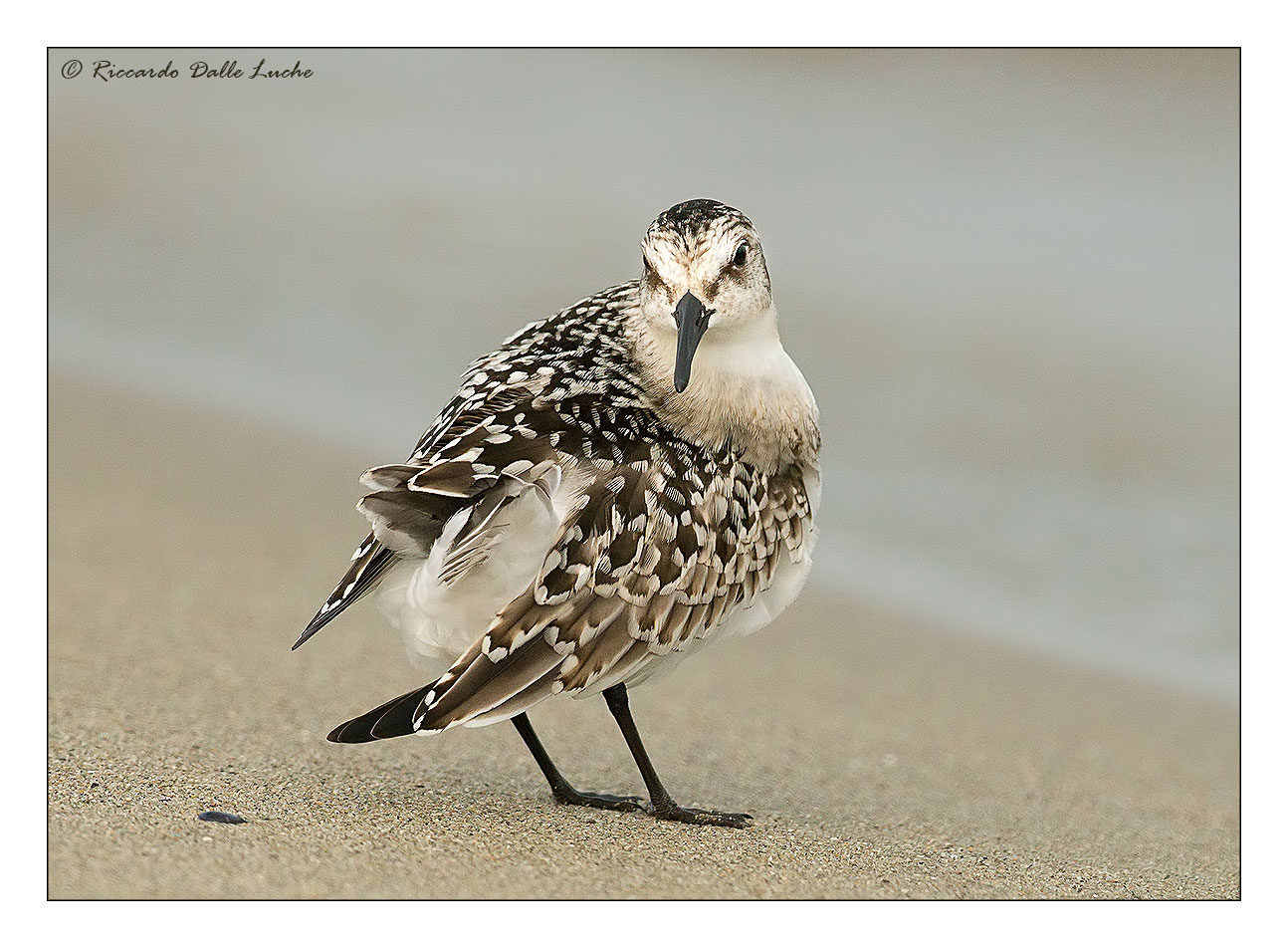 Sanderling