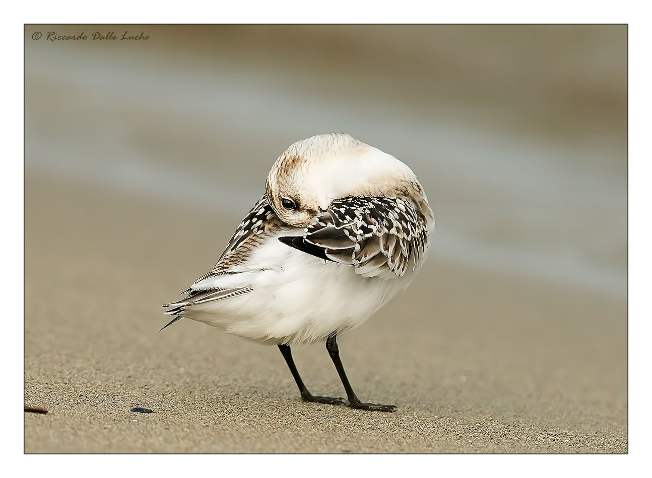 Sanderling 2