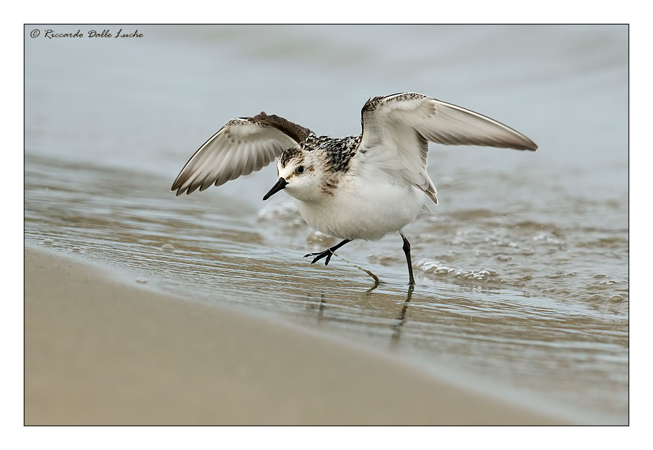 Sanderling 3