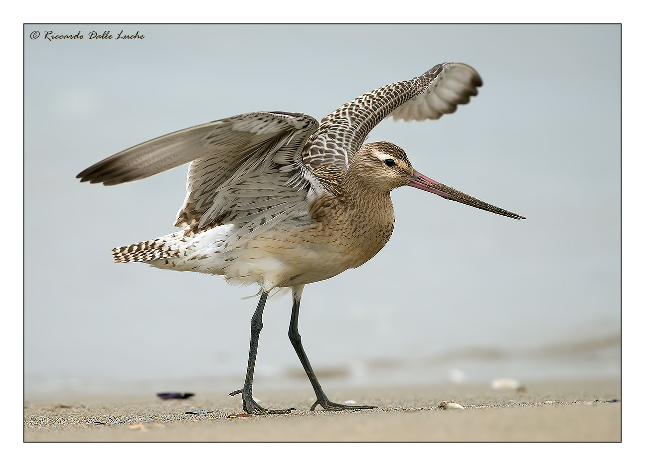 Bar-tailed Godwit