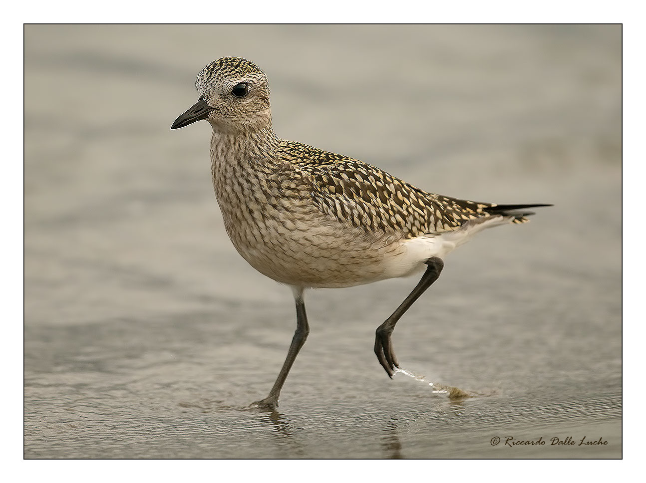 Grey Plover