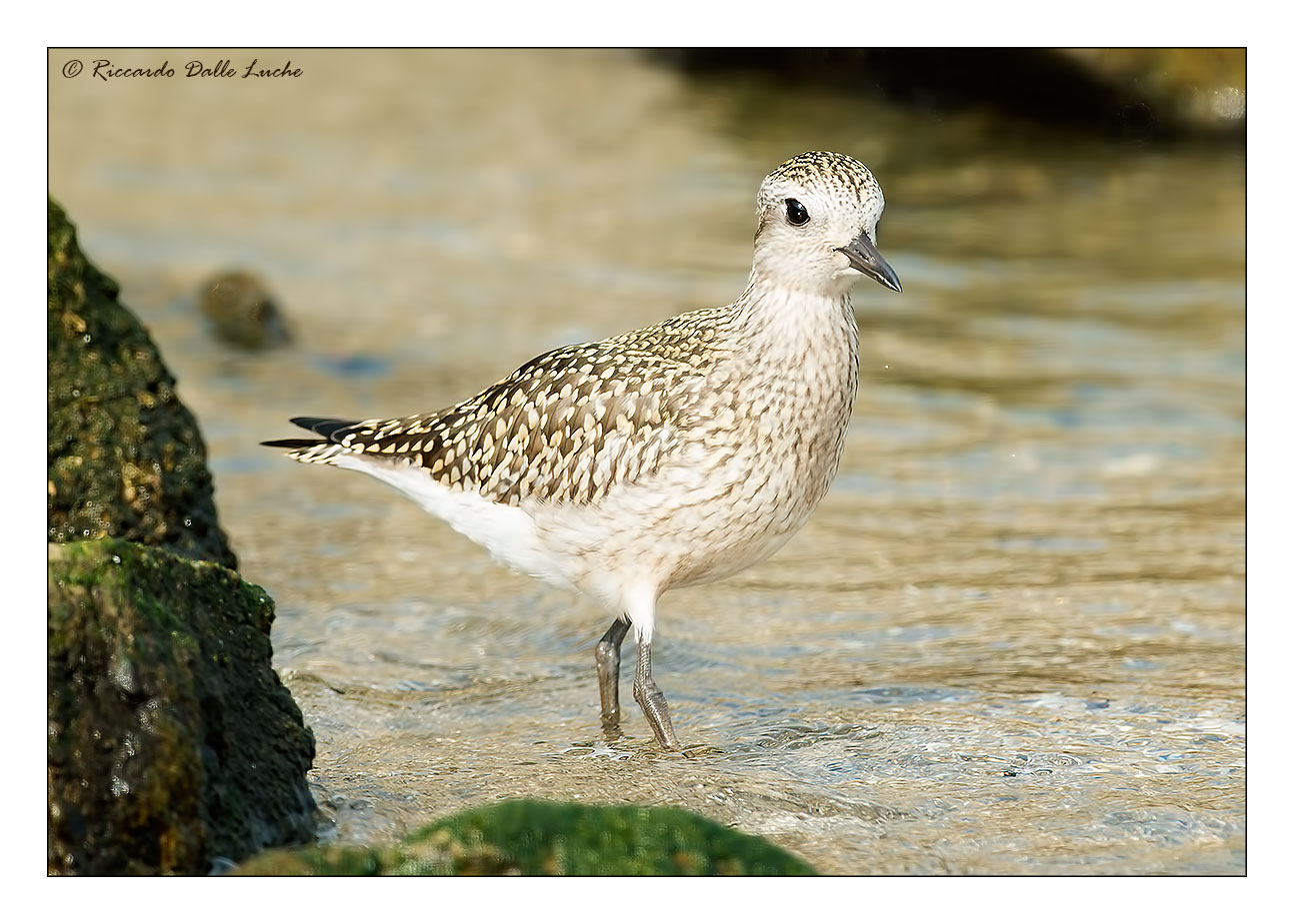 Grey Plover 2