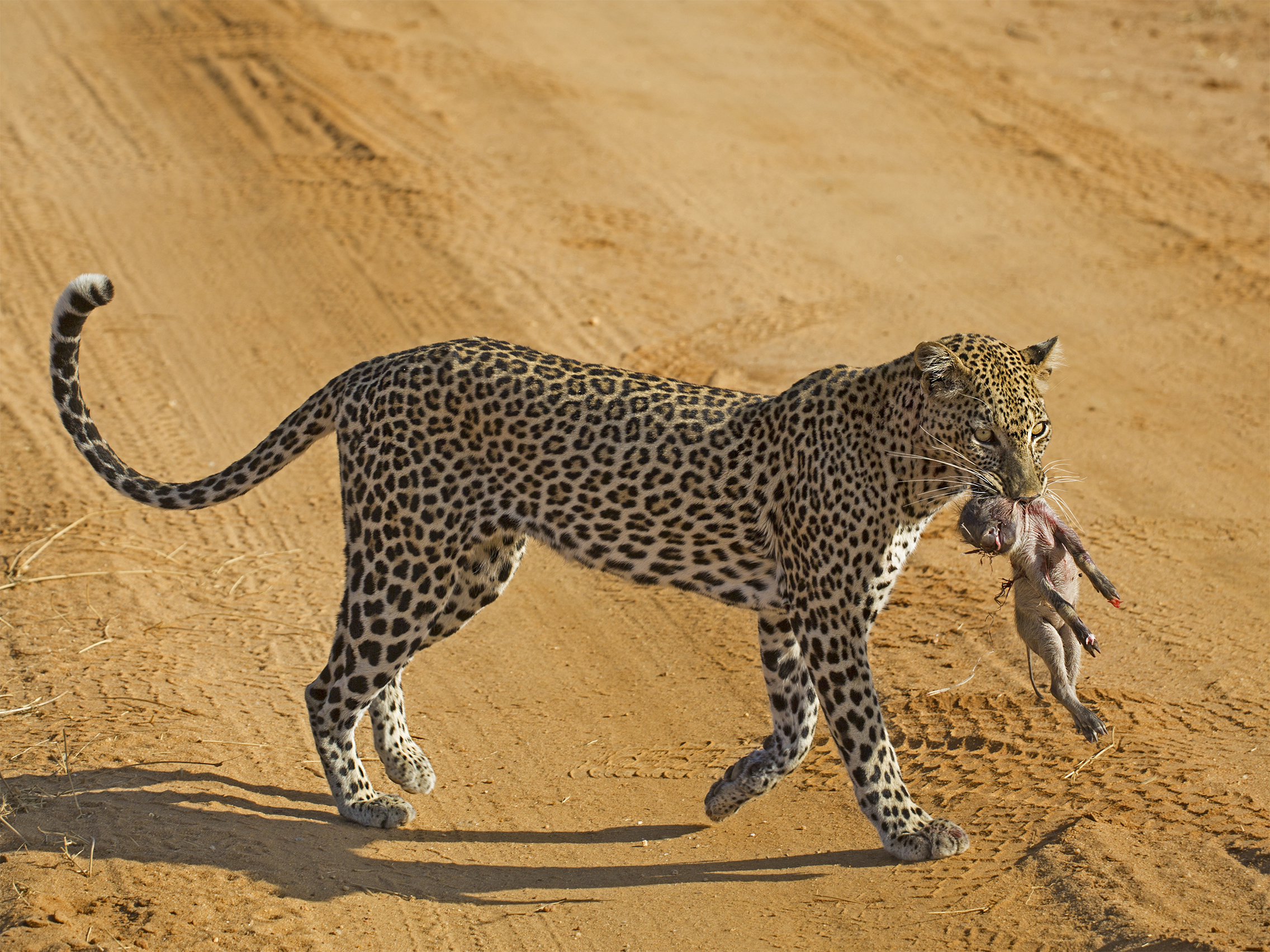 Leopardo con poco facocero