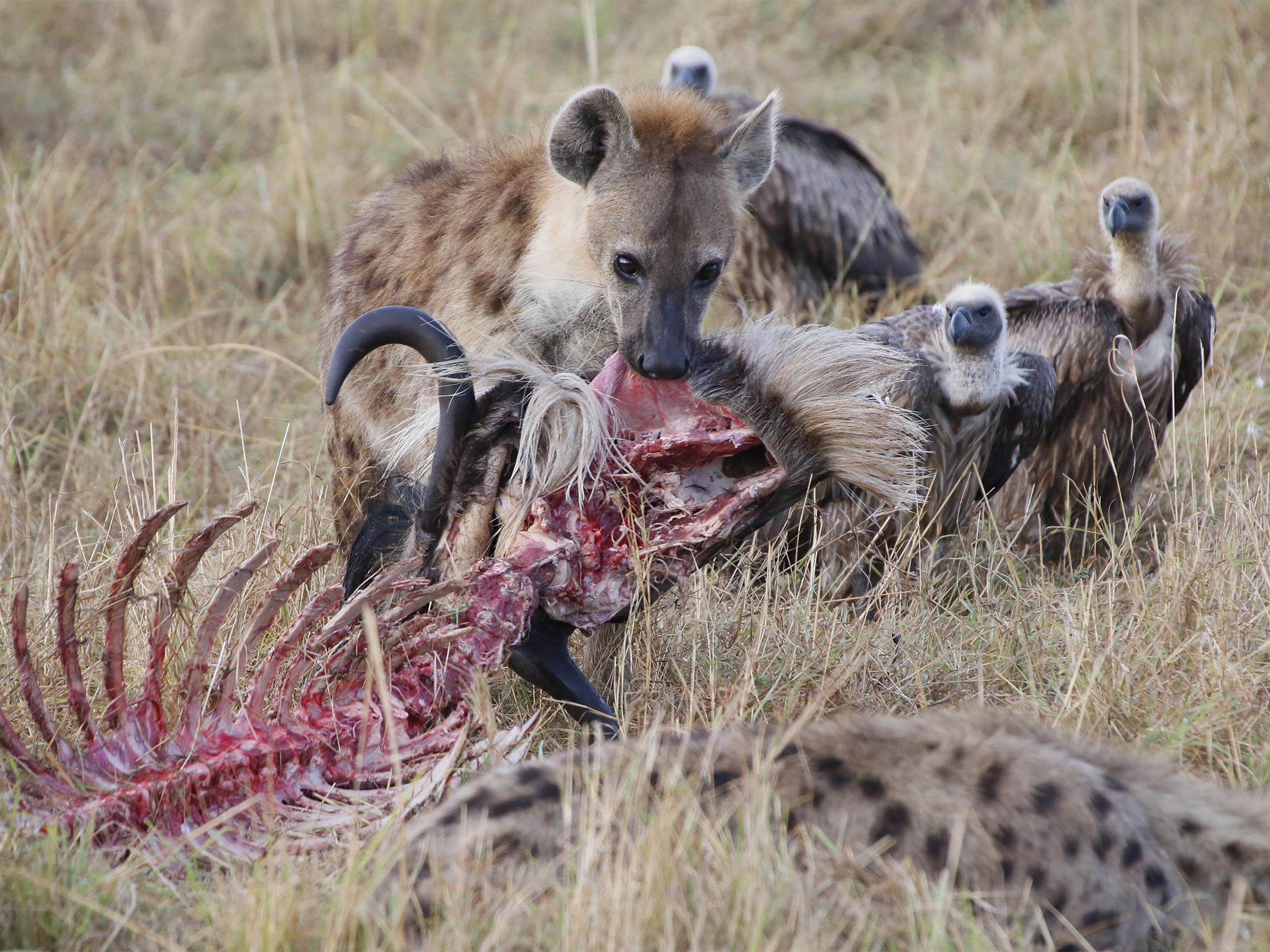 Di Hyena incontrato prooi