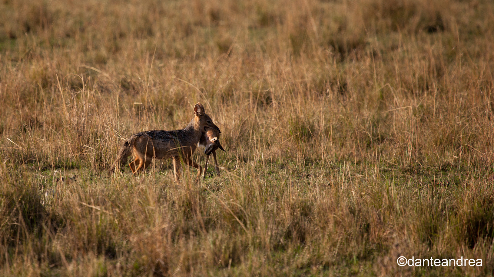 A great little hunter