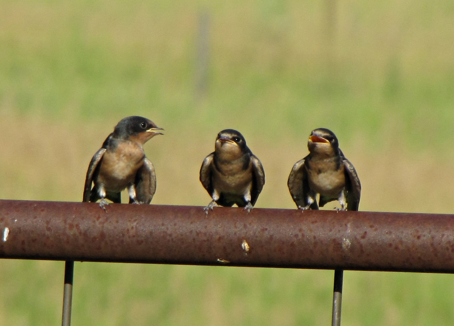 Tre rondini Barn giovanili chiacchierando come vecchi amici