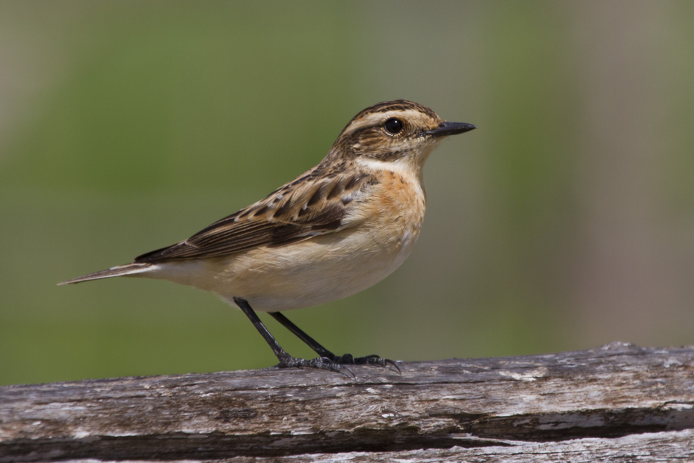 Stiaccino femmina sullo steccato