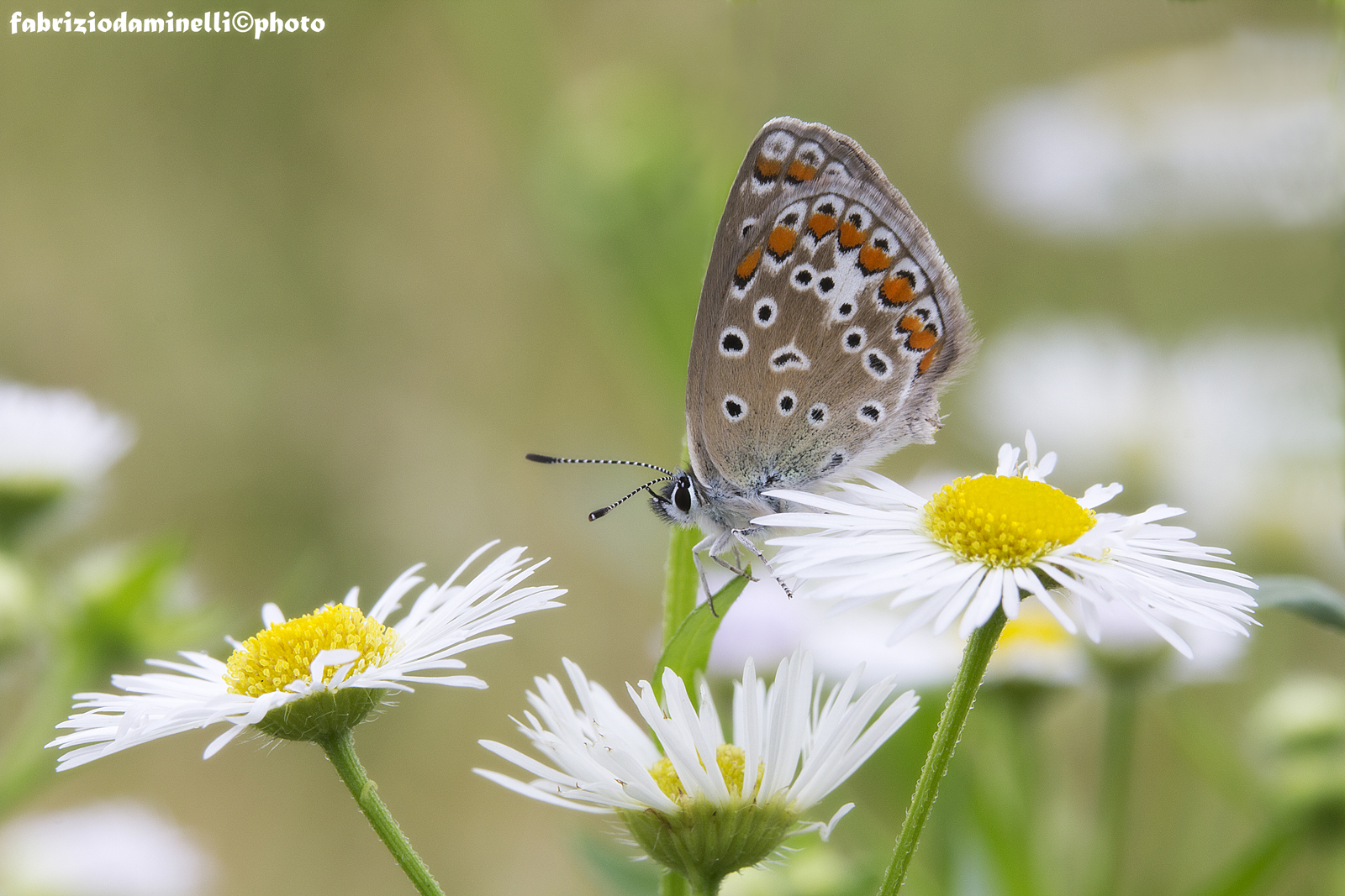 Polyommatus icarus (Rottemburg 1775) female